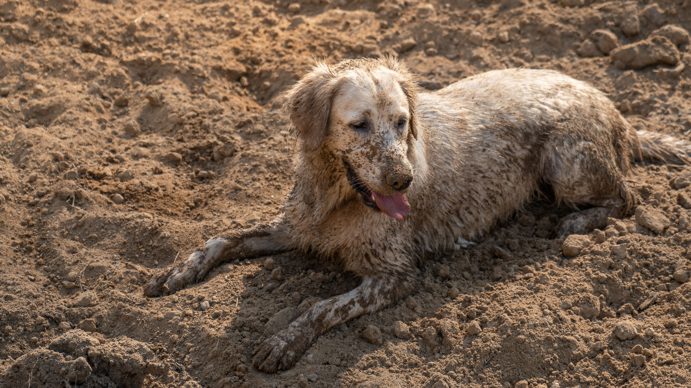 Happy dirty golden retriever