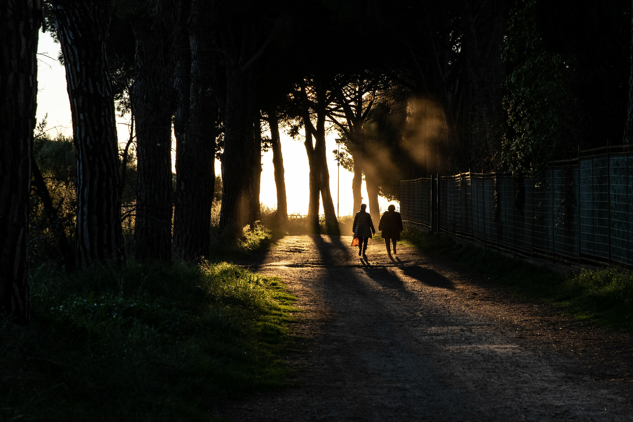 Controluce tra gli alberi