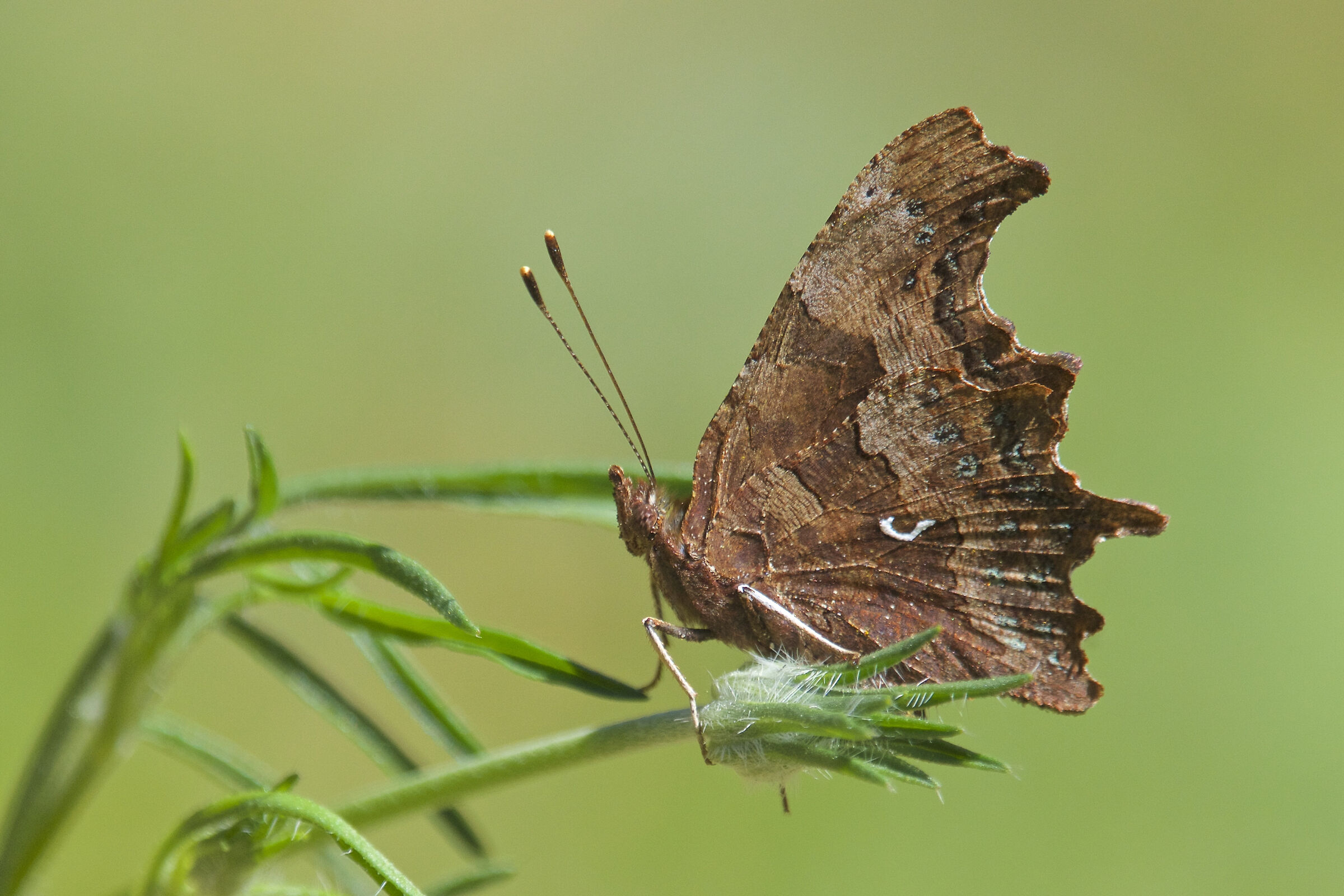Polygonia C-Album