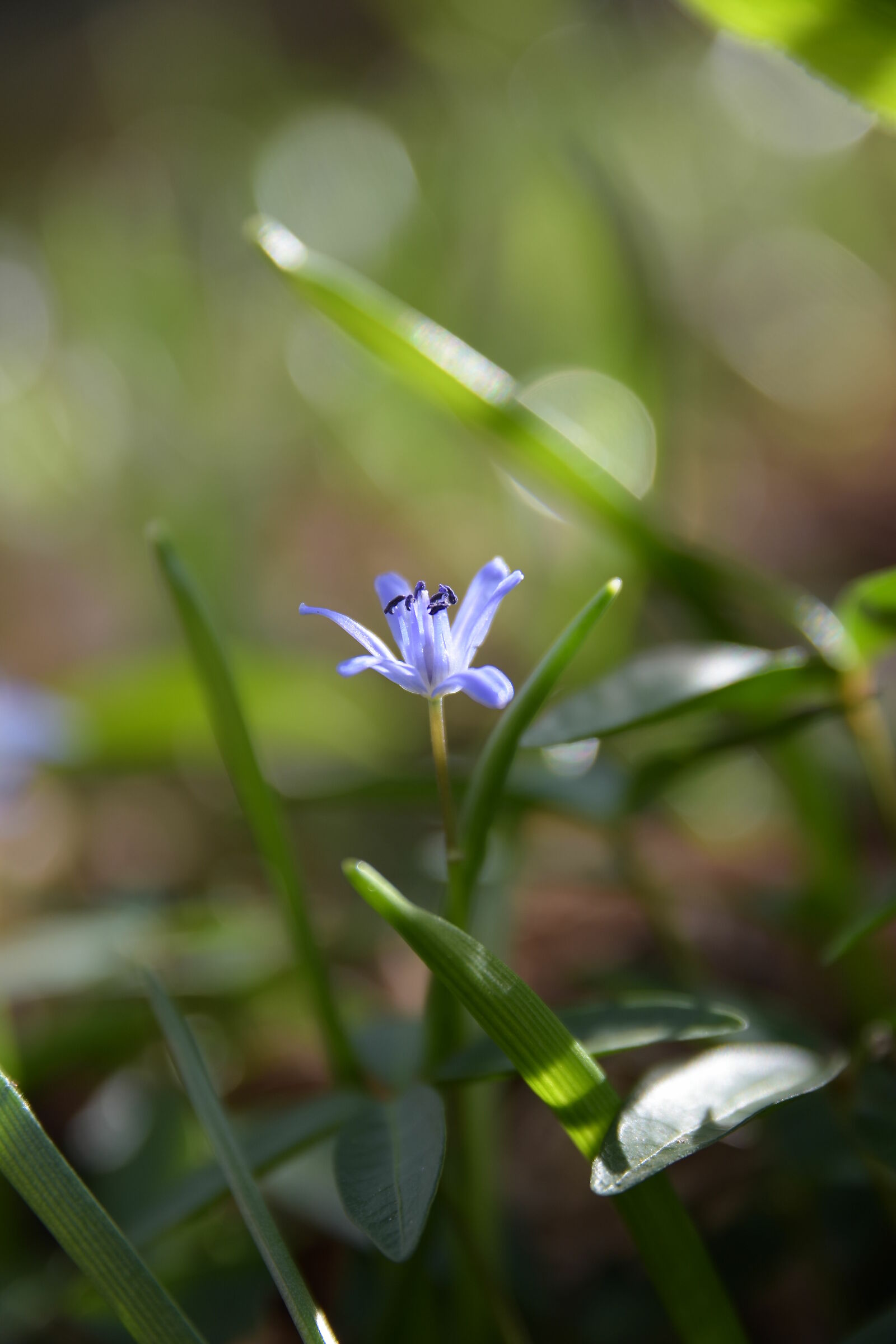 Primavera,la stagione più bella
