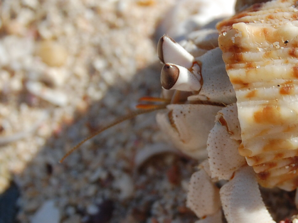 Look ... hermit crab!