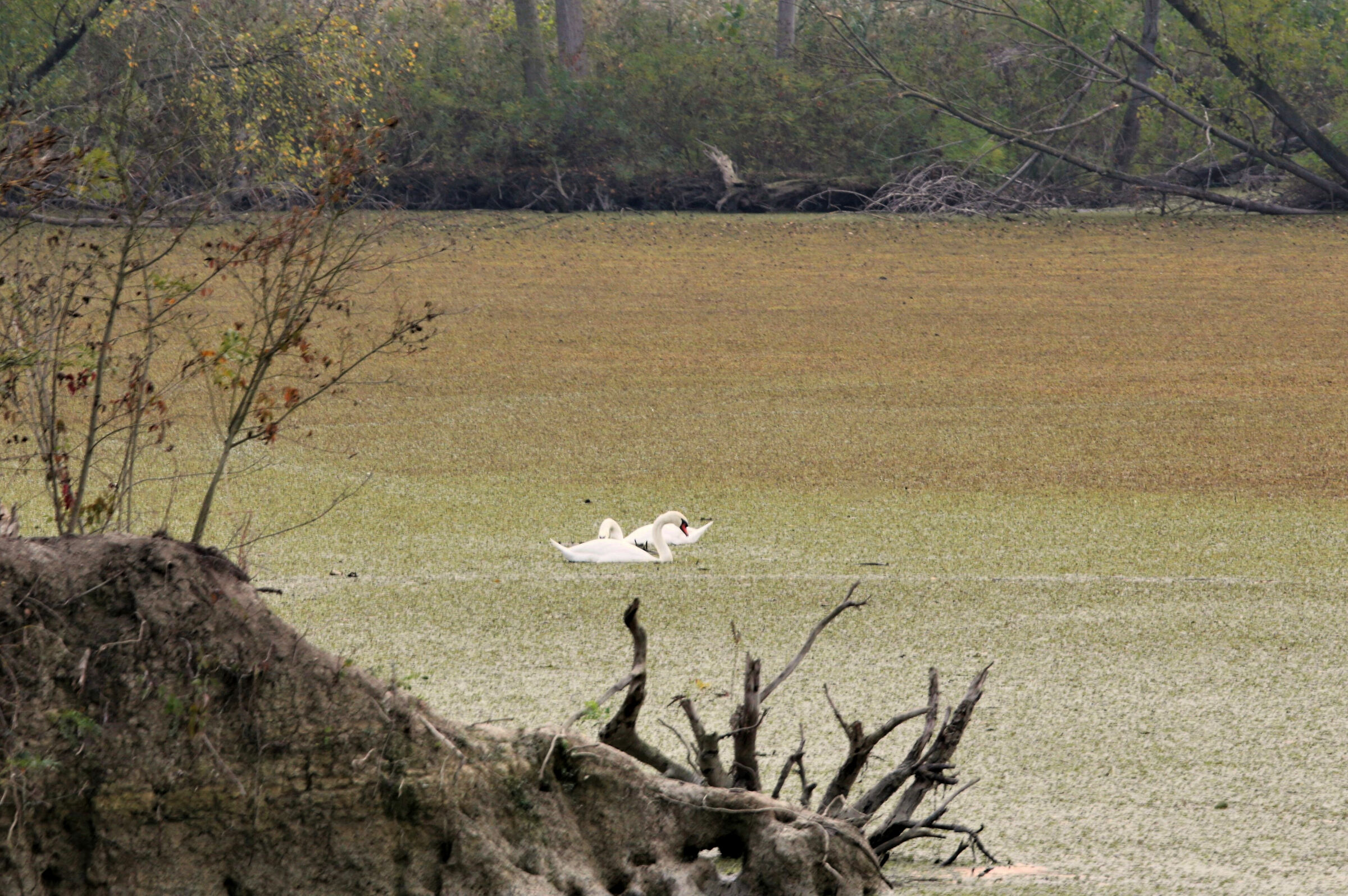 I Cigni del "Mincio" (Mantova)