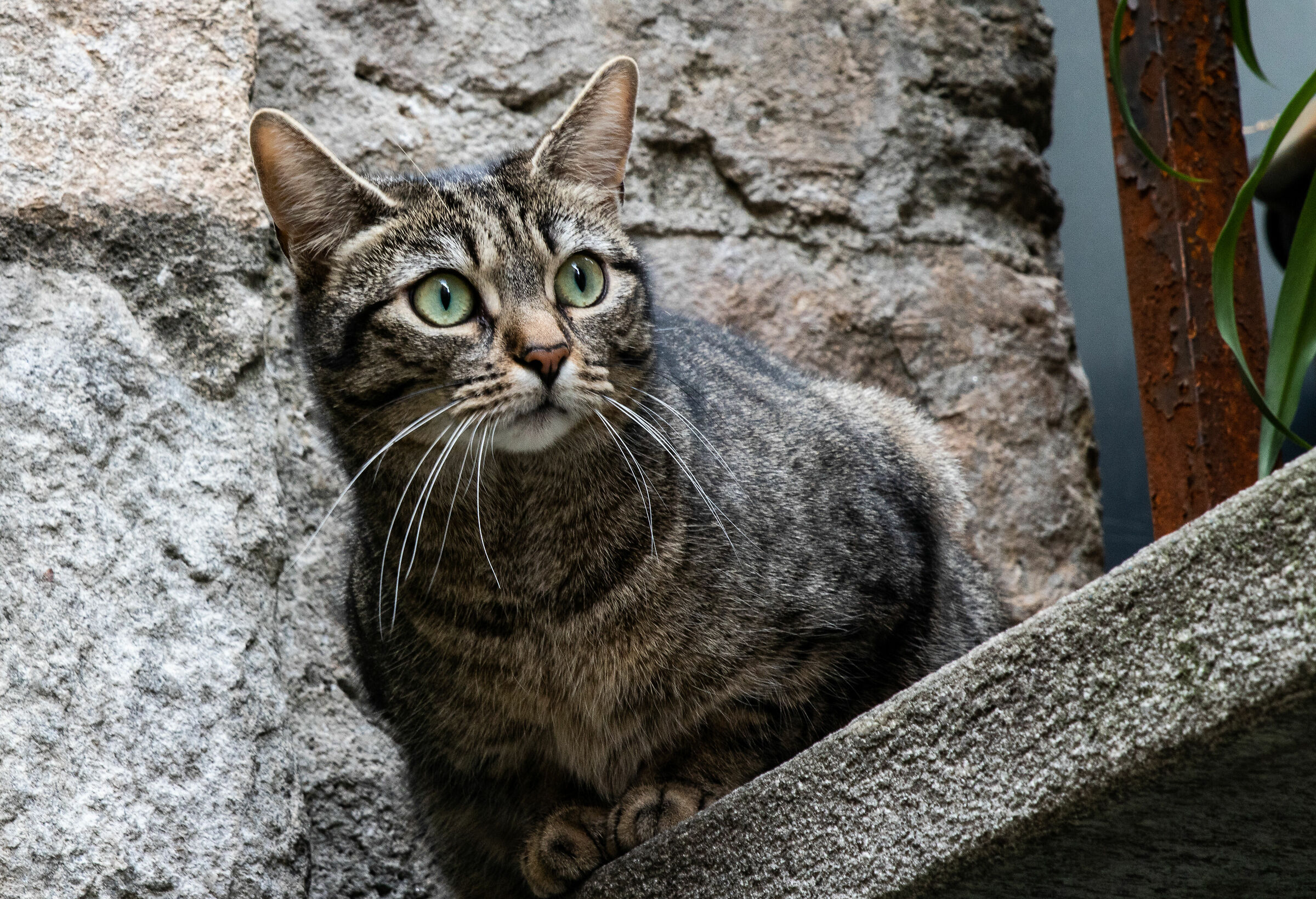Felino in agguato