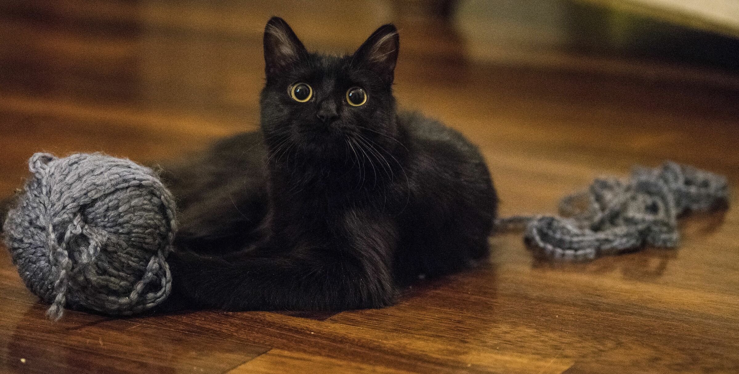 A black cat and a wool ball