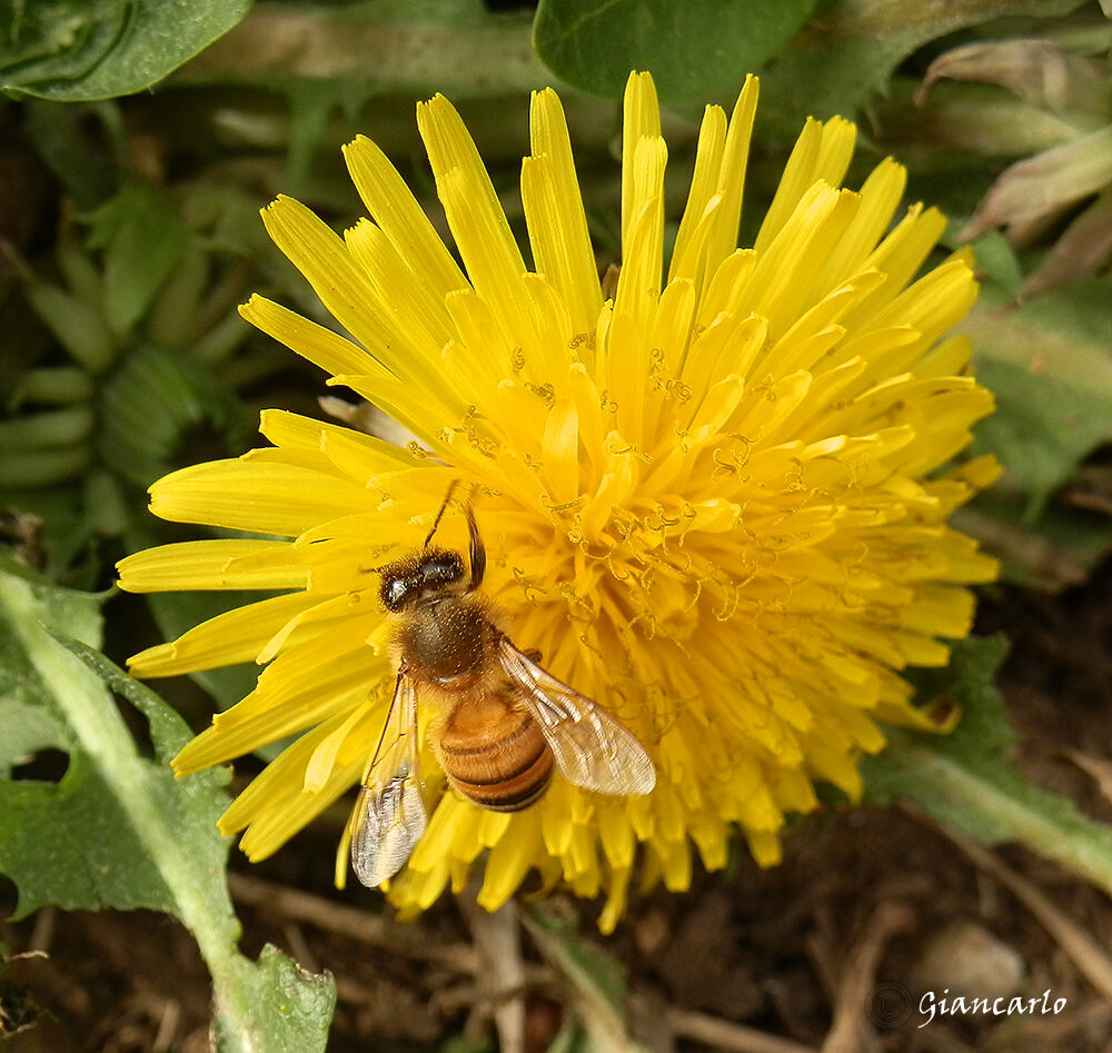 Slow and flat goes on flowers
