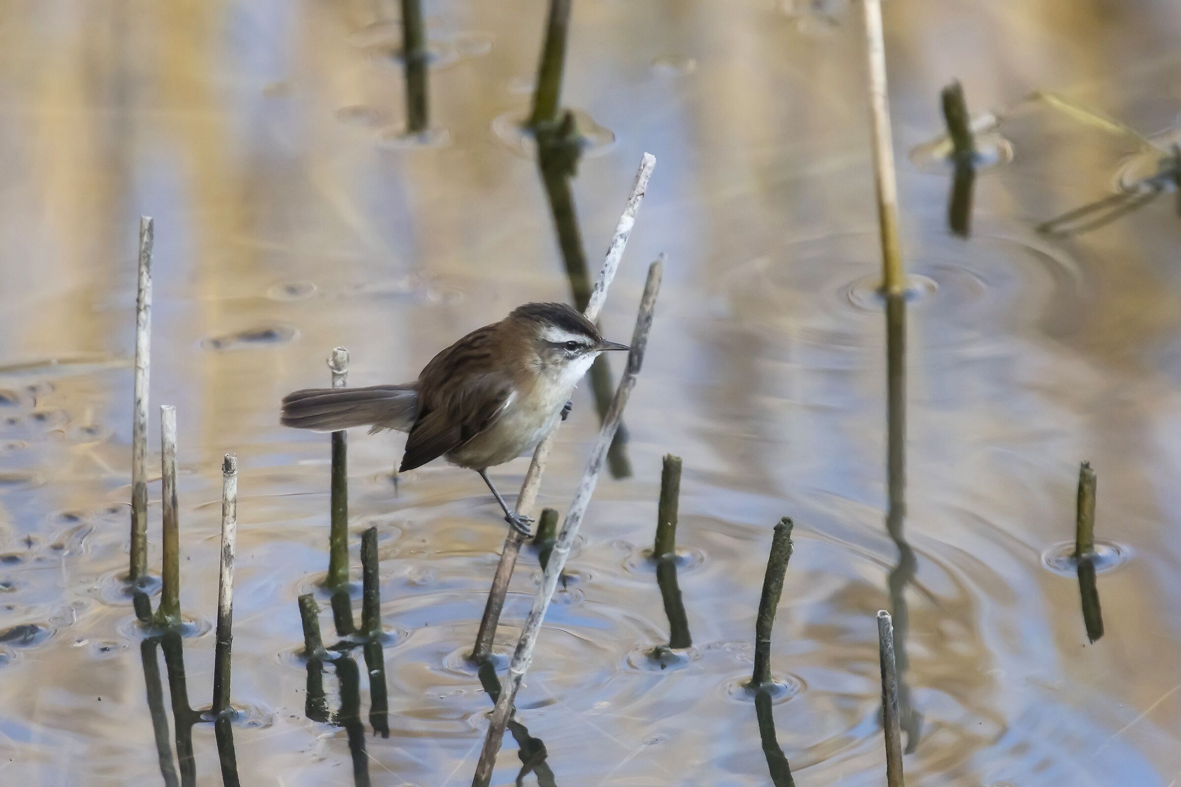 Forapaglie castagnolo