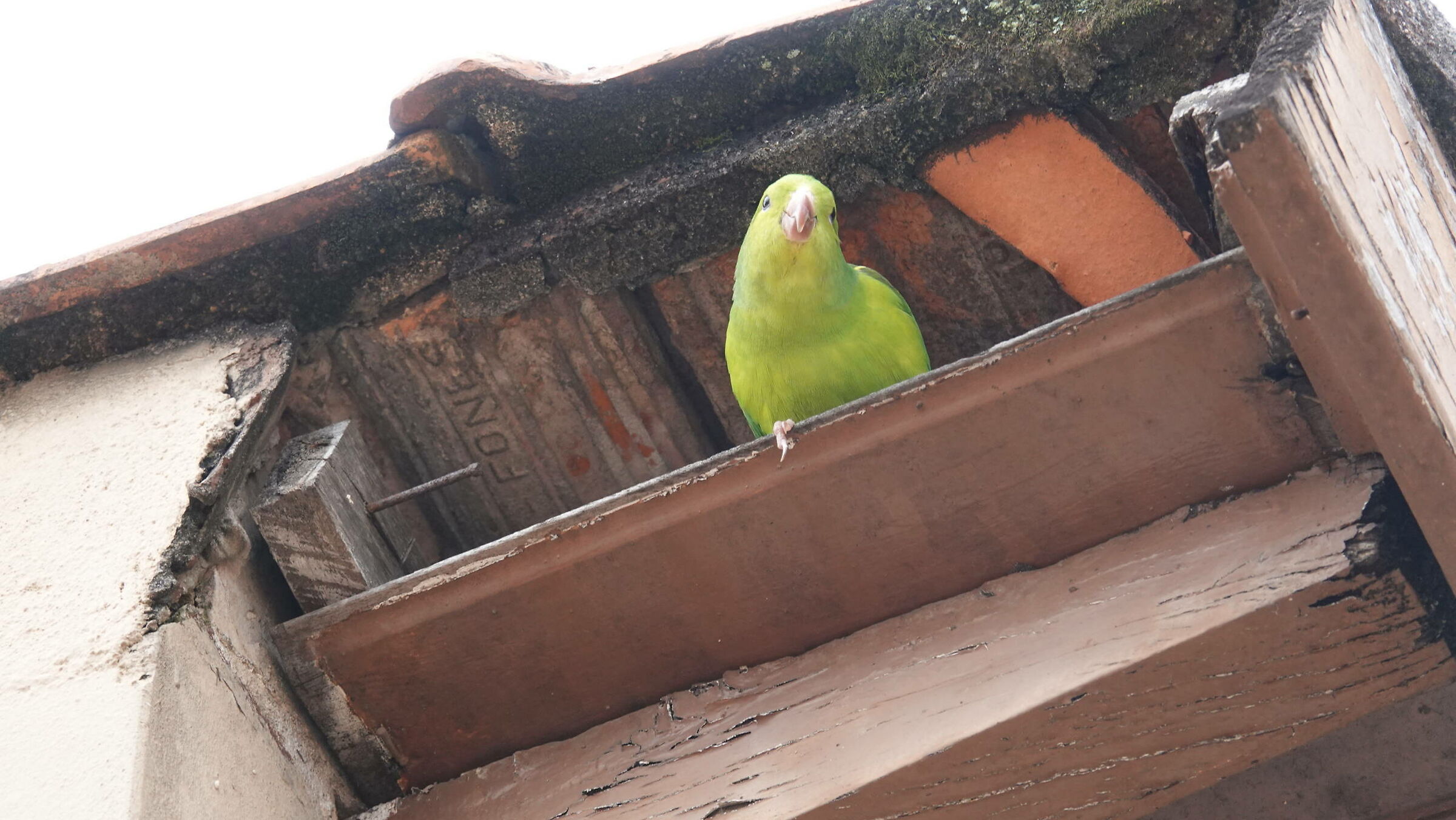 pappagalli brasilleiri