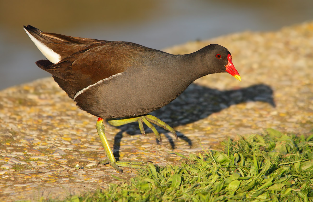 moorhen