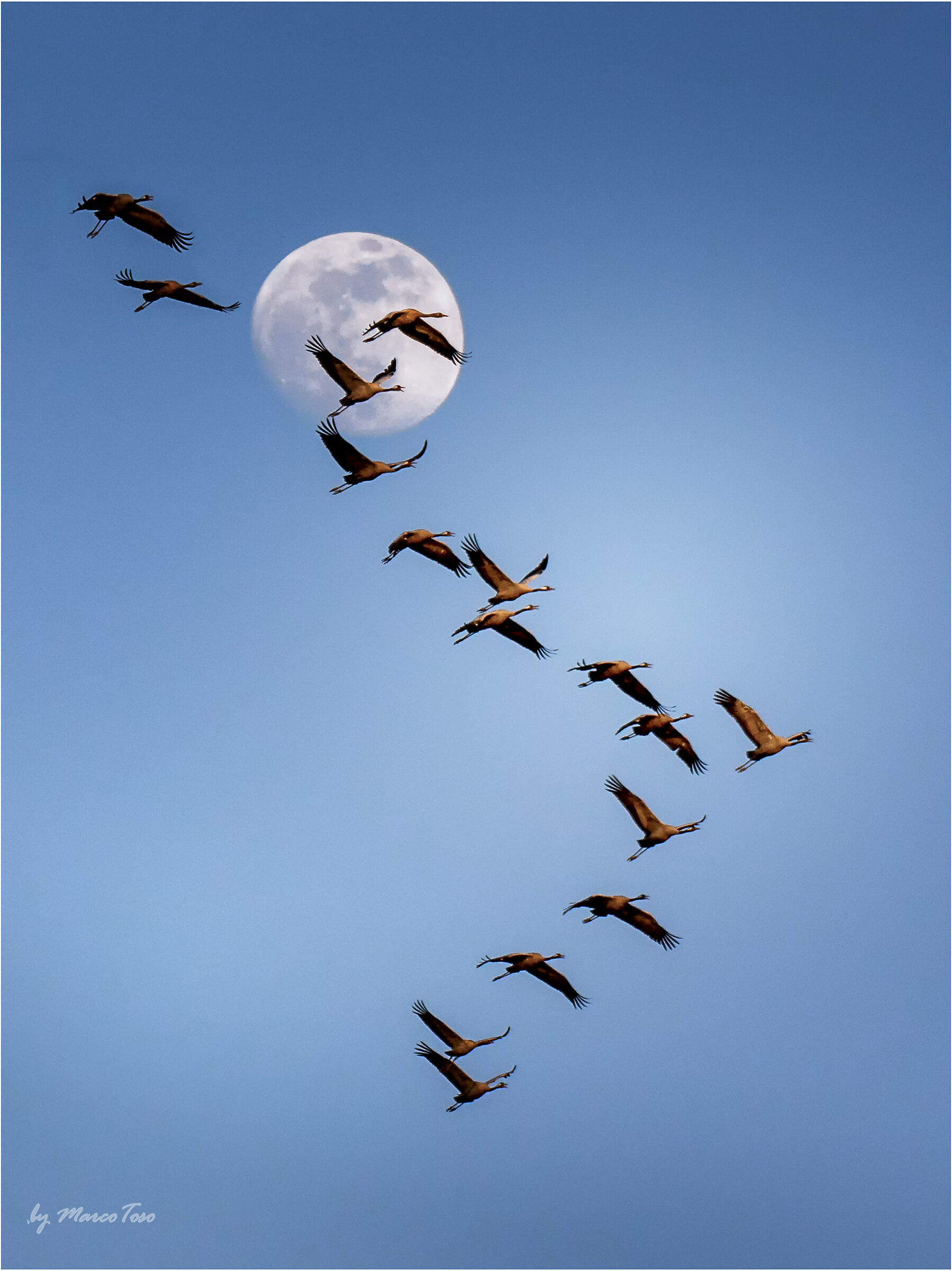 The Cranes and the MOON