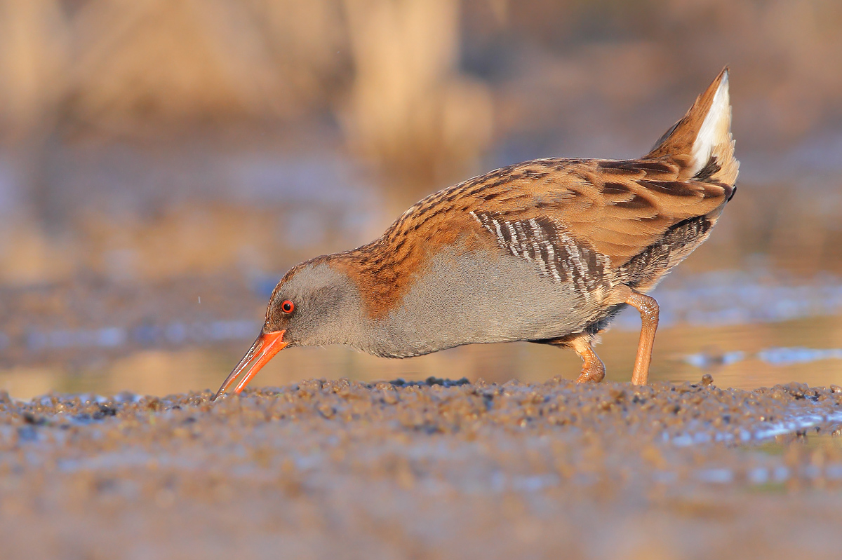 Water Rail