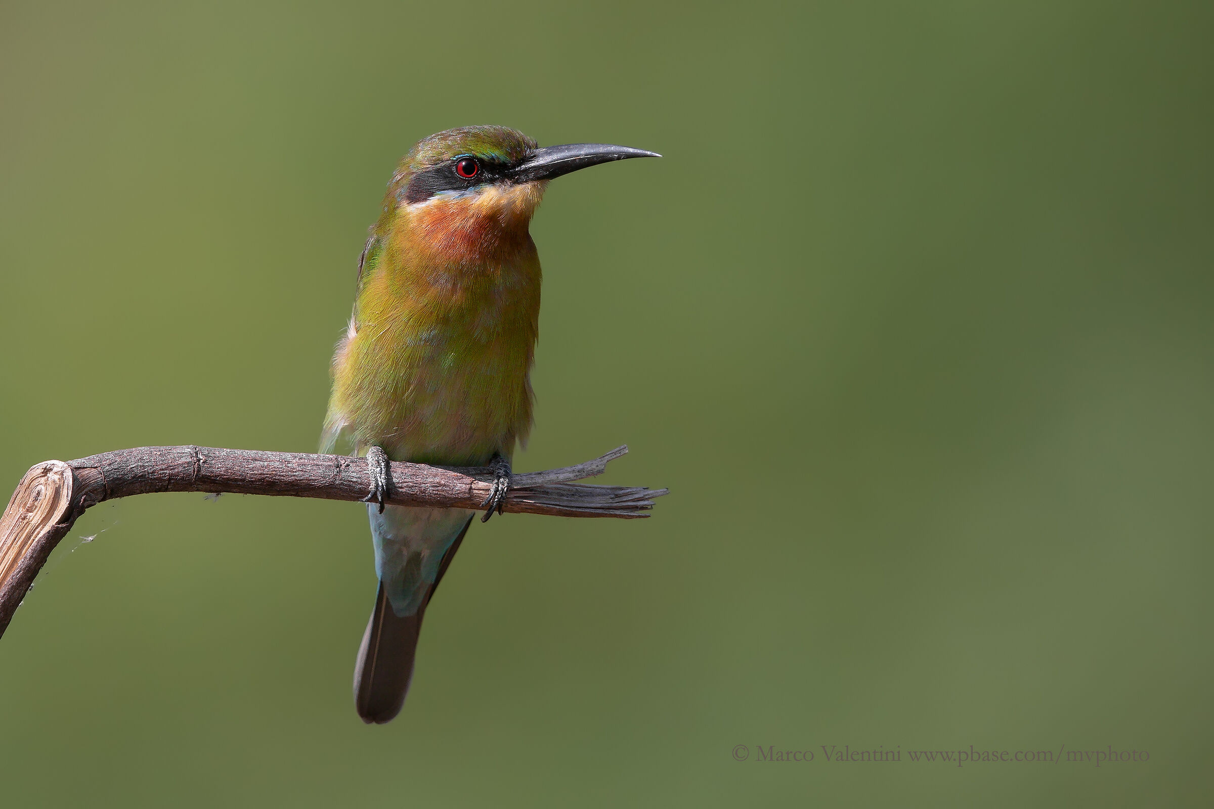Bee-Eater Codablu