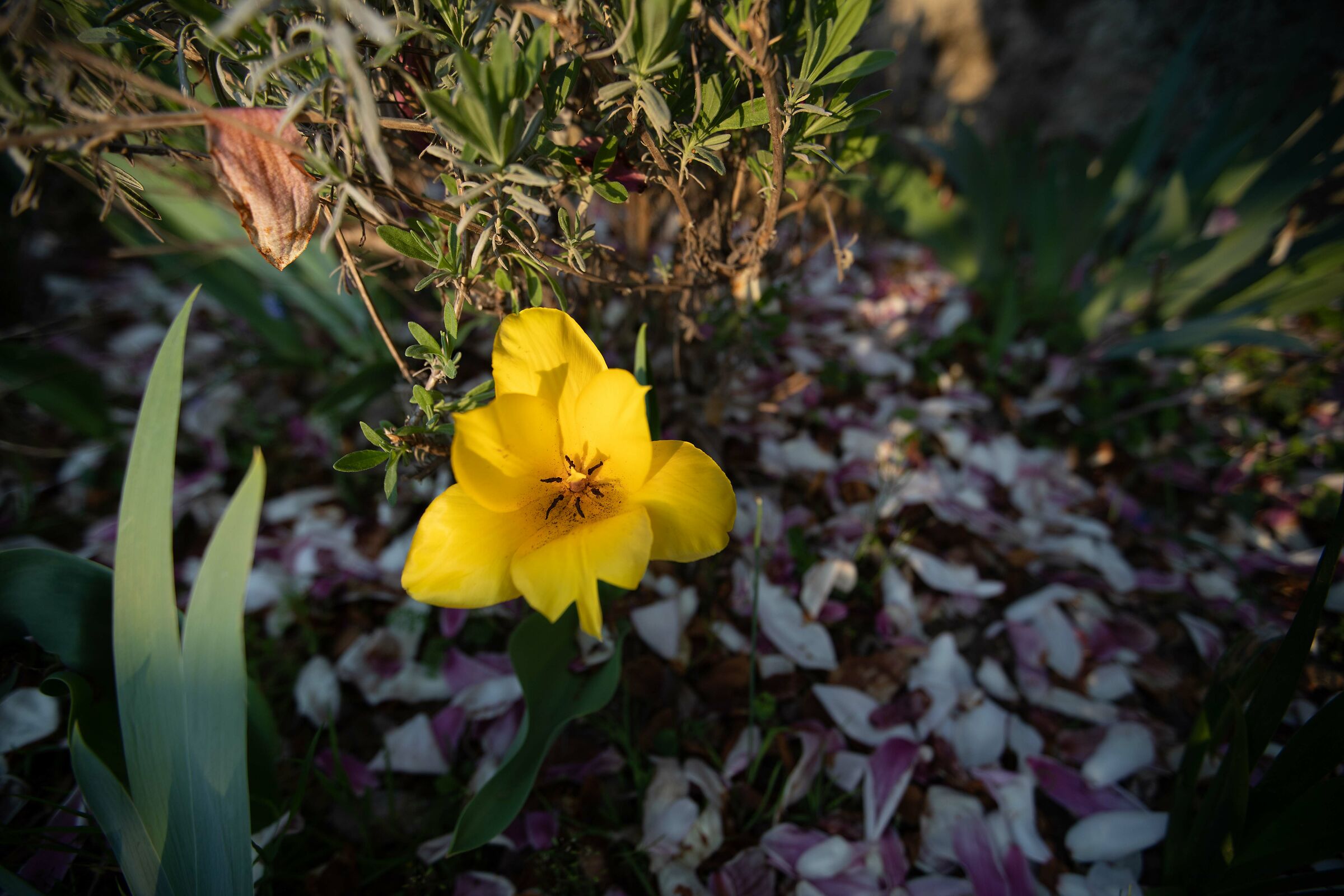 Yellow Flower