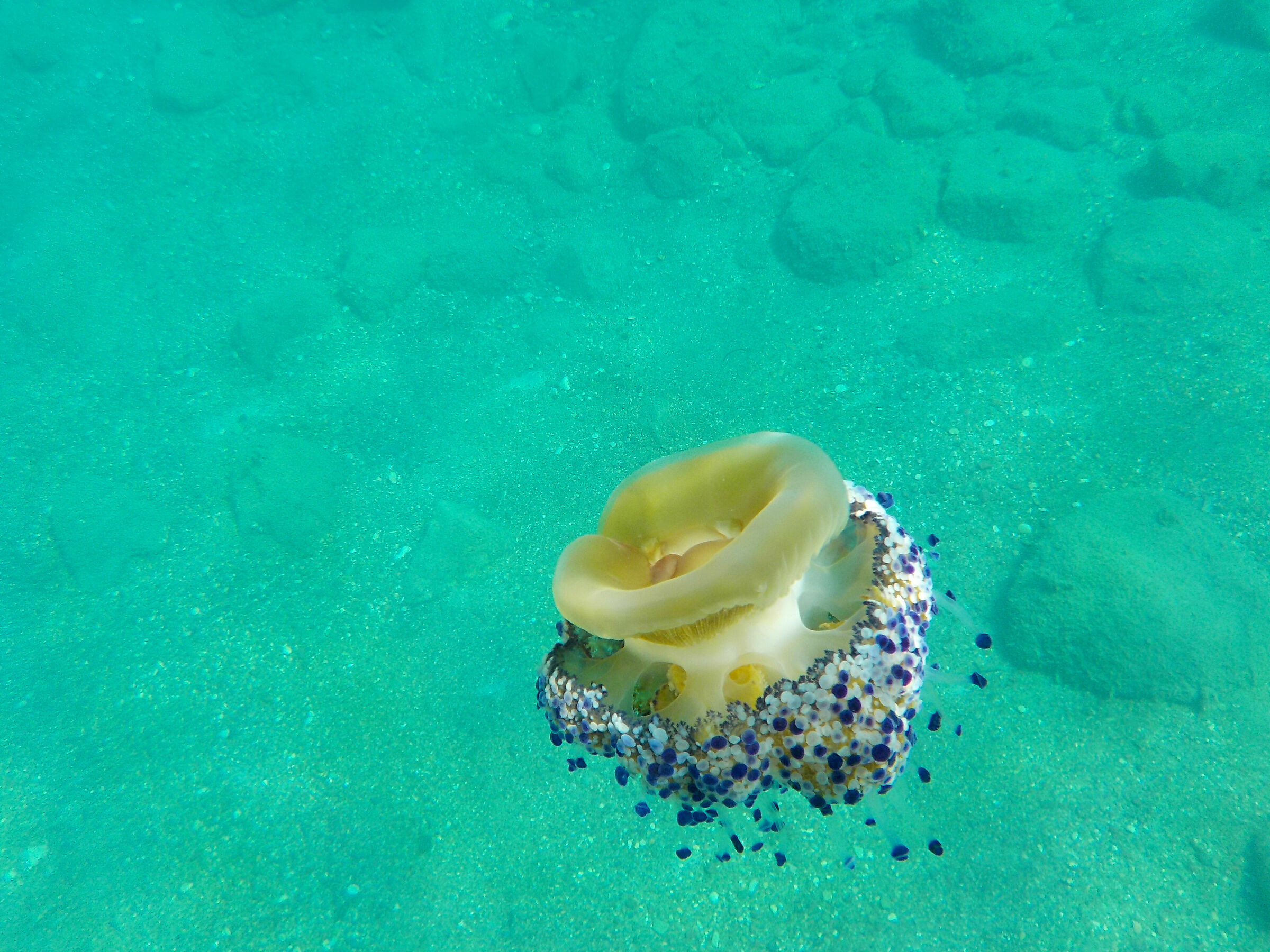 Cassiopeia Mediterranea