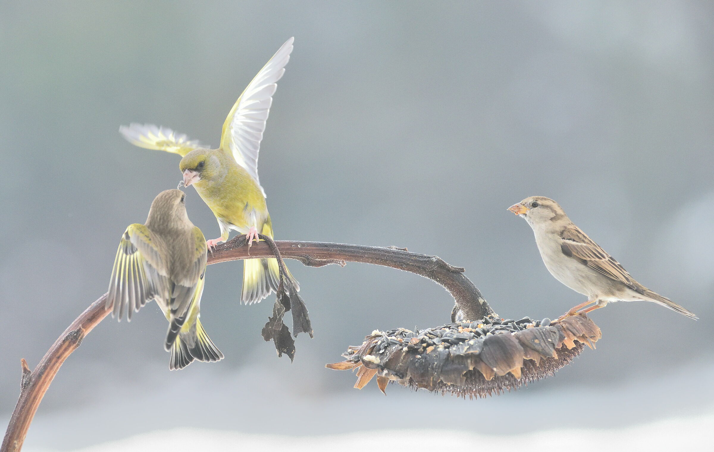 And the sparrow continues to look.....