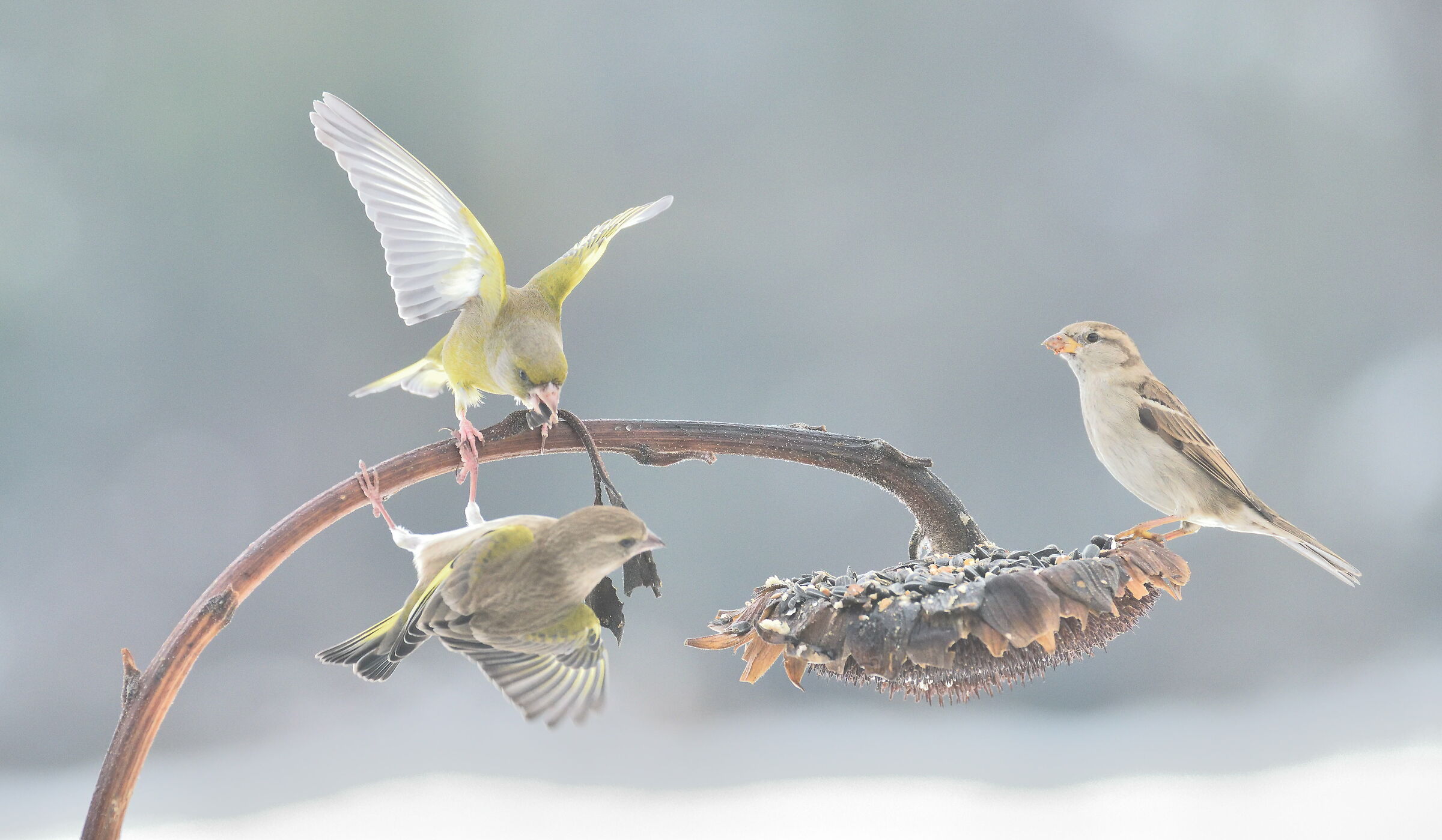 And the sparrow continues to look.....