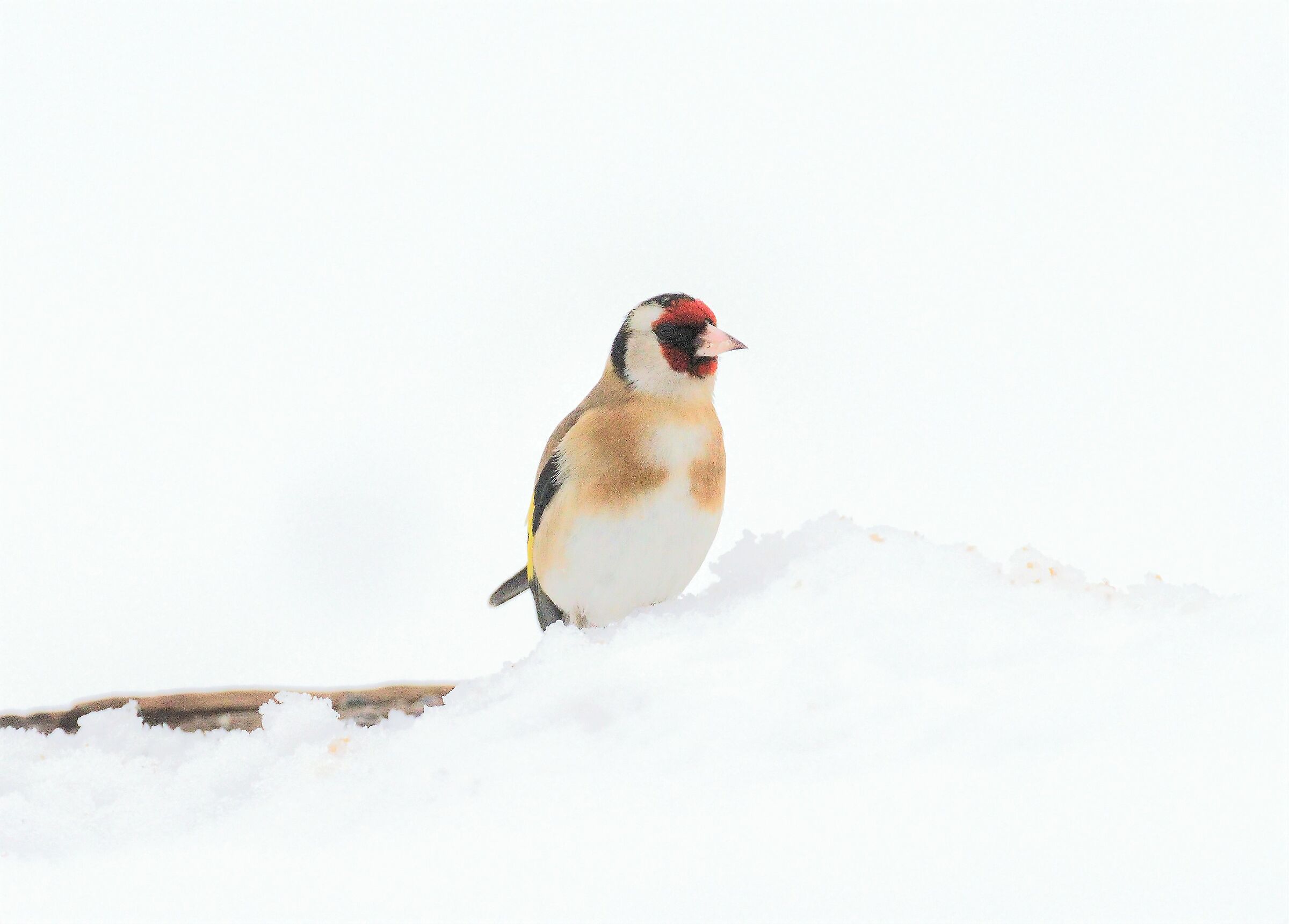 Goldfinch