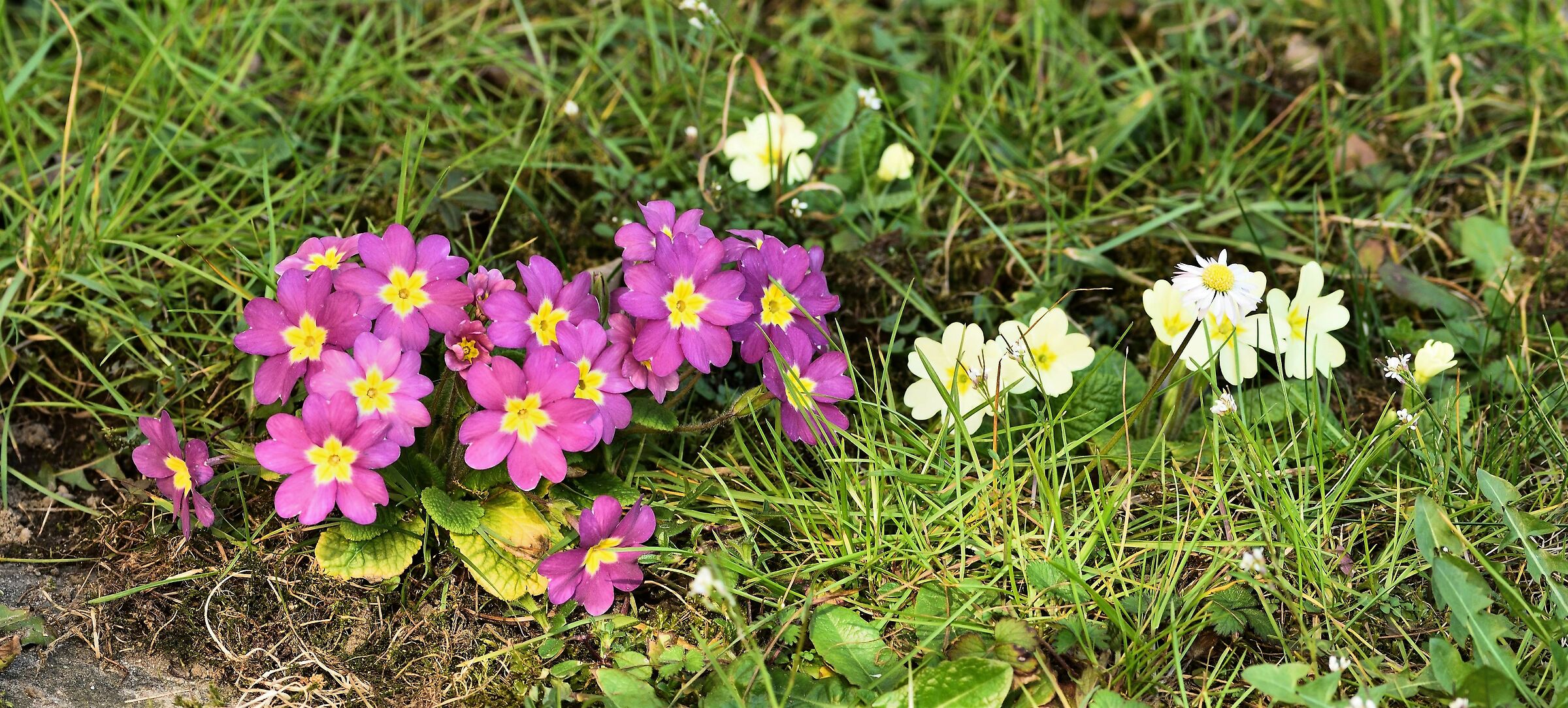 Primroses other than the usual