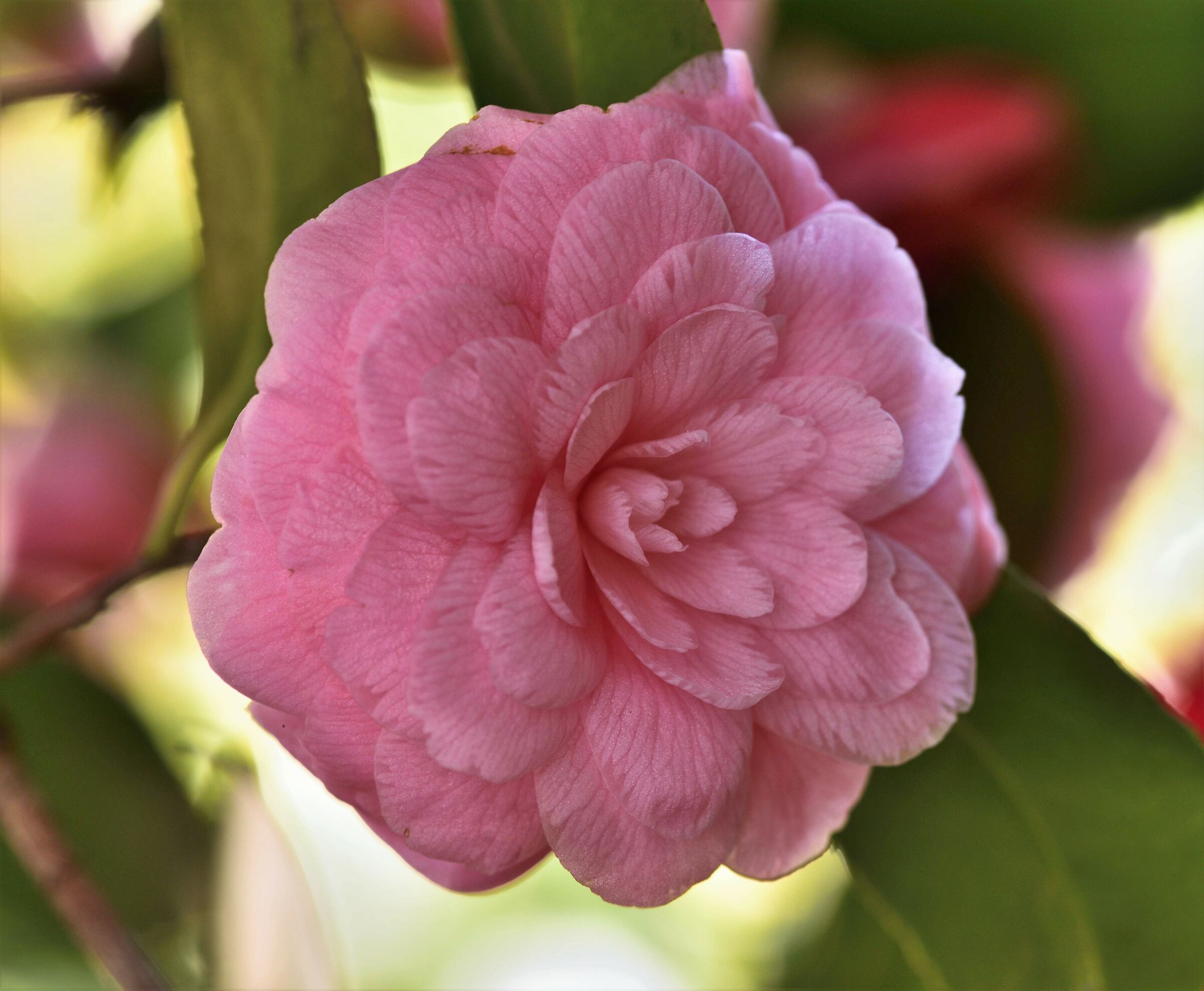 Camelia