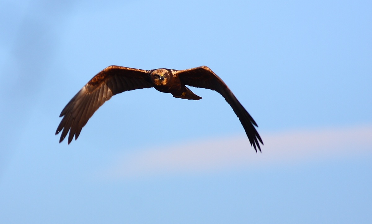 Marsh Harrier?
