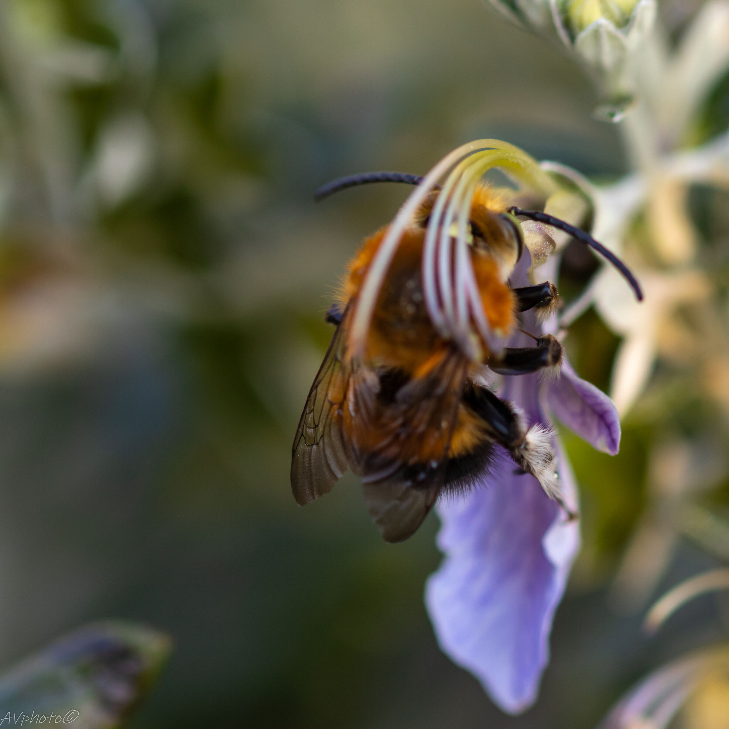 Is it late for the snack? VA well.. Slurp