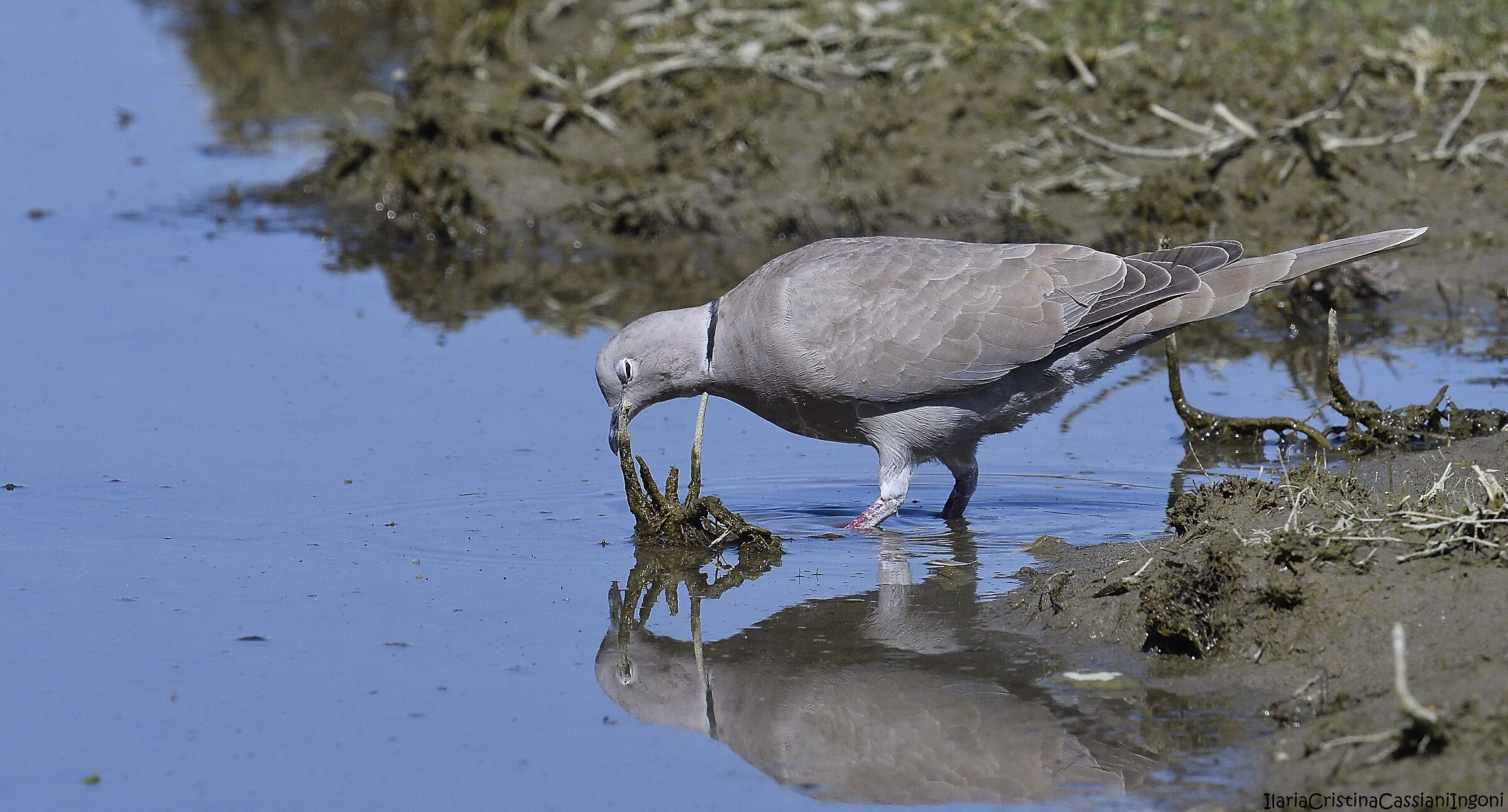 Collared Turtledove