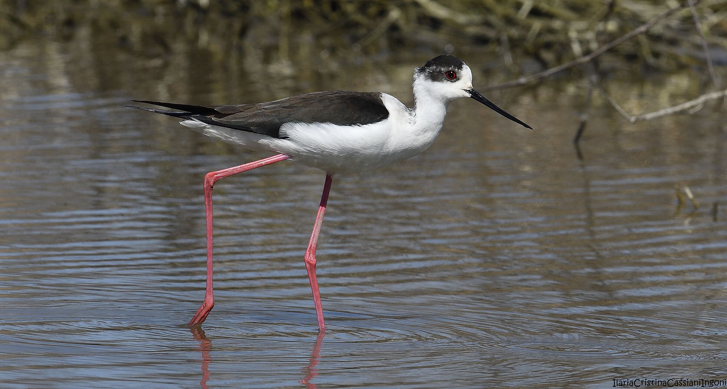 Cavaliere d'Italia maschio