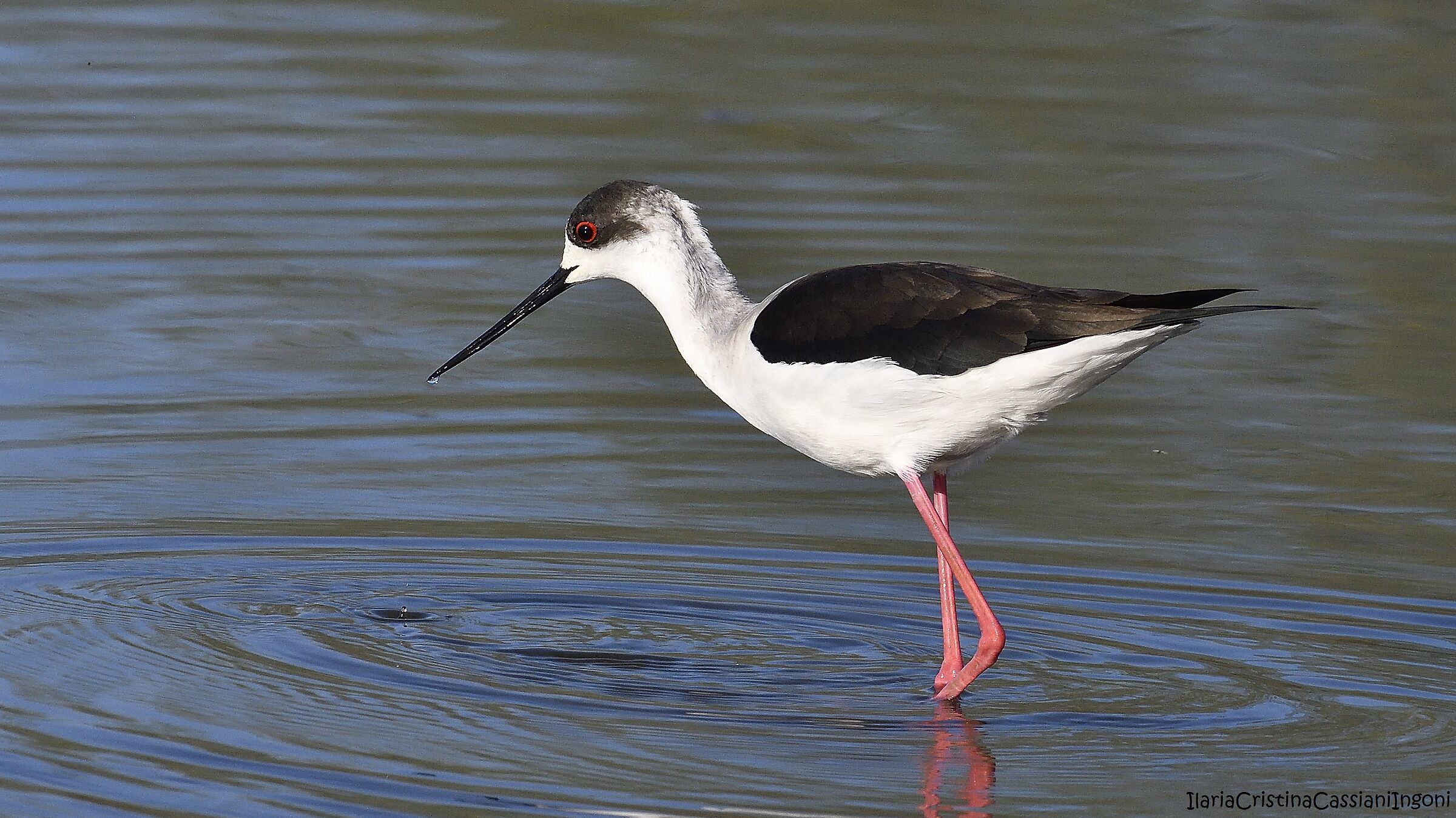 Cavaliere d'Italia femmina