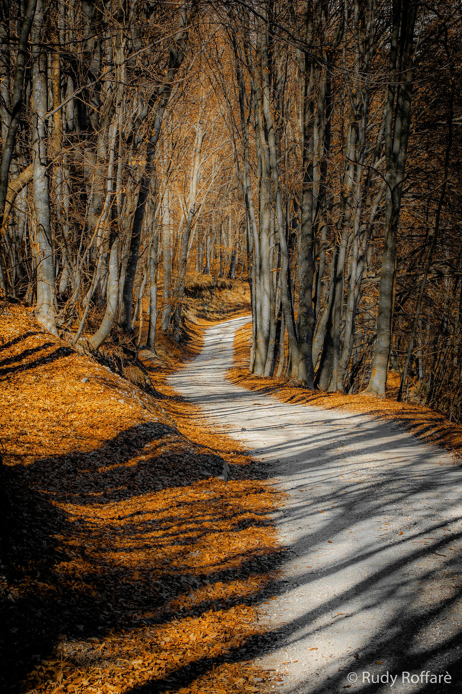 Fantastic Forest Trip