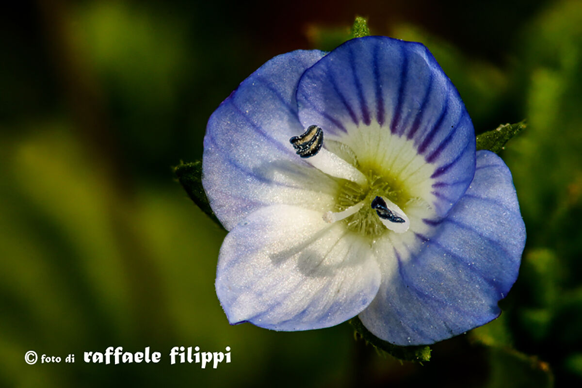 Veronica also called the Eyes of Our lady-Ponderano