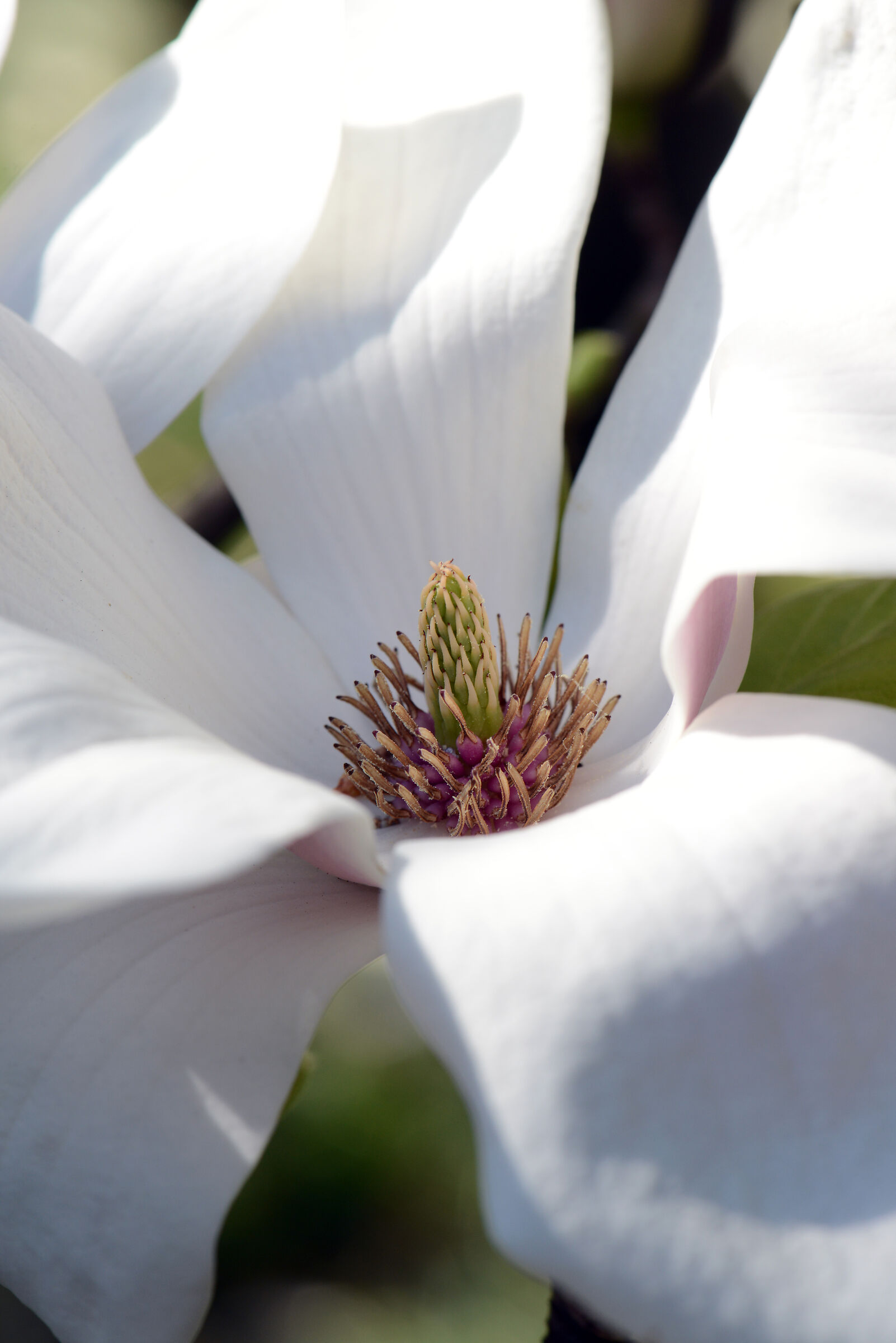 Magnolia Soulangeana