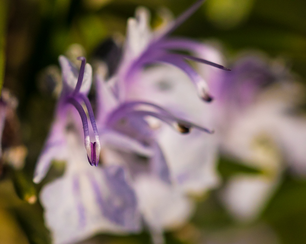 particolare di fiore di rosmarino