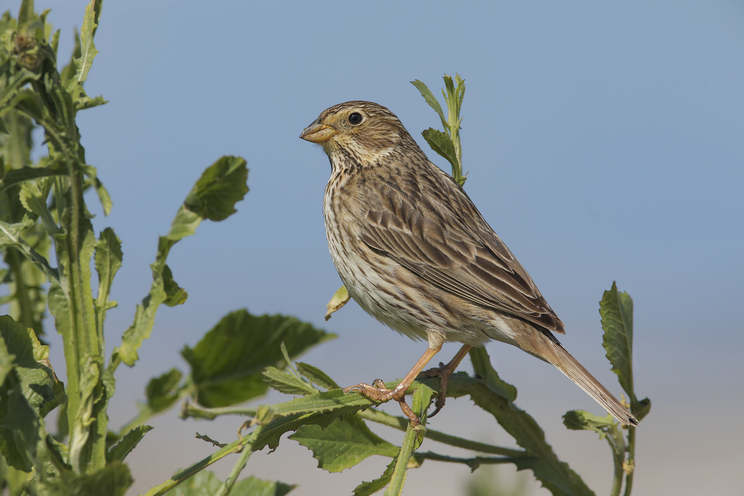 Corn Bunting (Emberiza calandra)