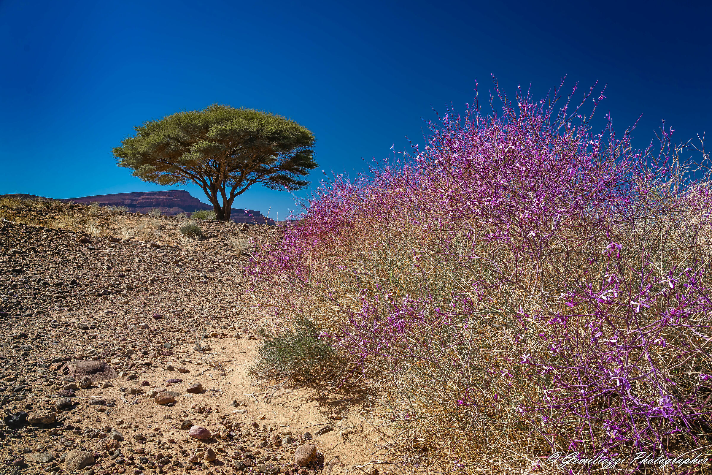 Fioritura nel Deserto