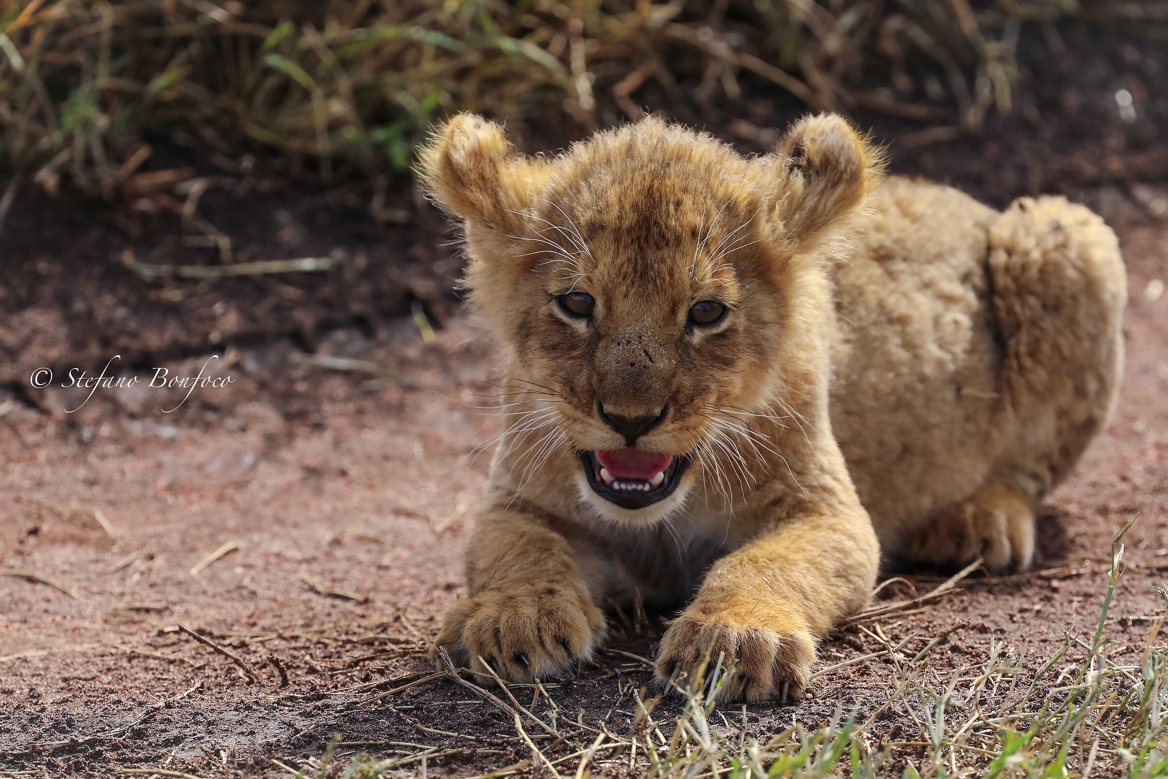 Puppy (Panthera Leo)