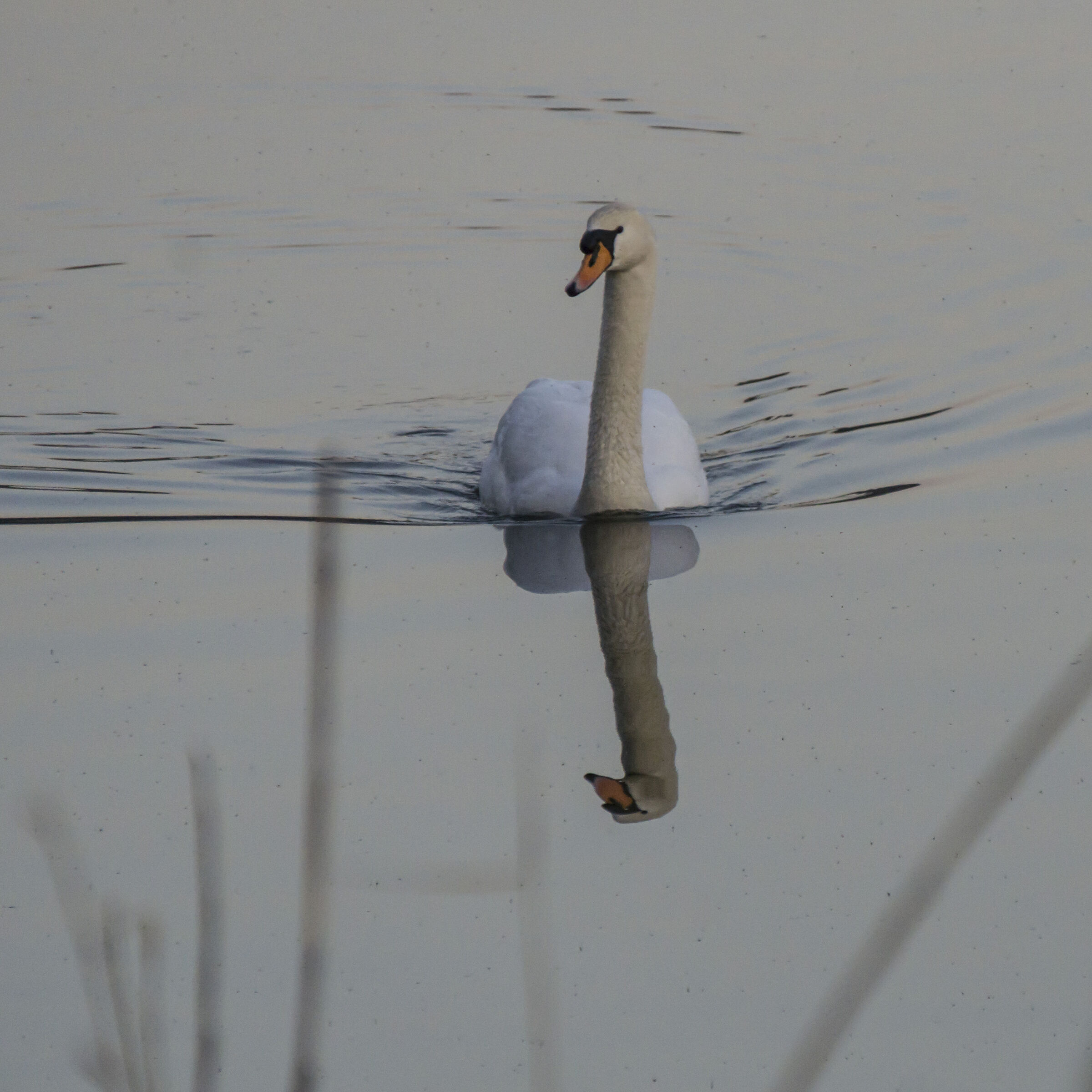 Giovedì 28 marzo 2019, 18:28