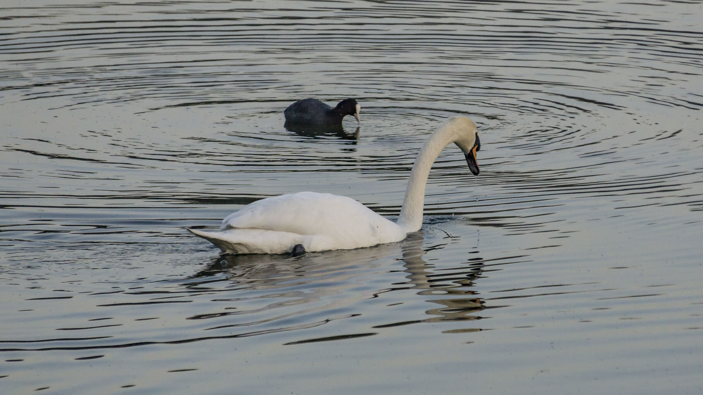 Giovedì 28 marzo 2019, 18:29