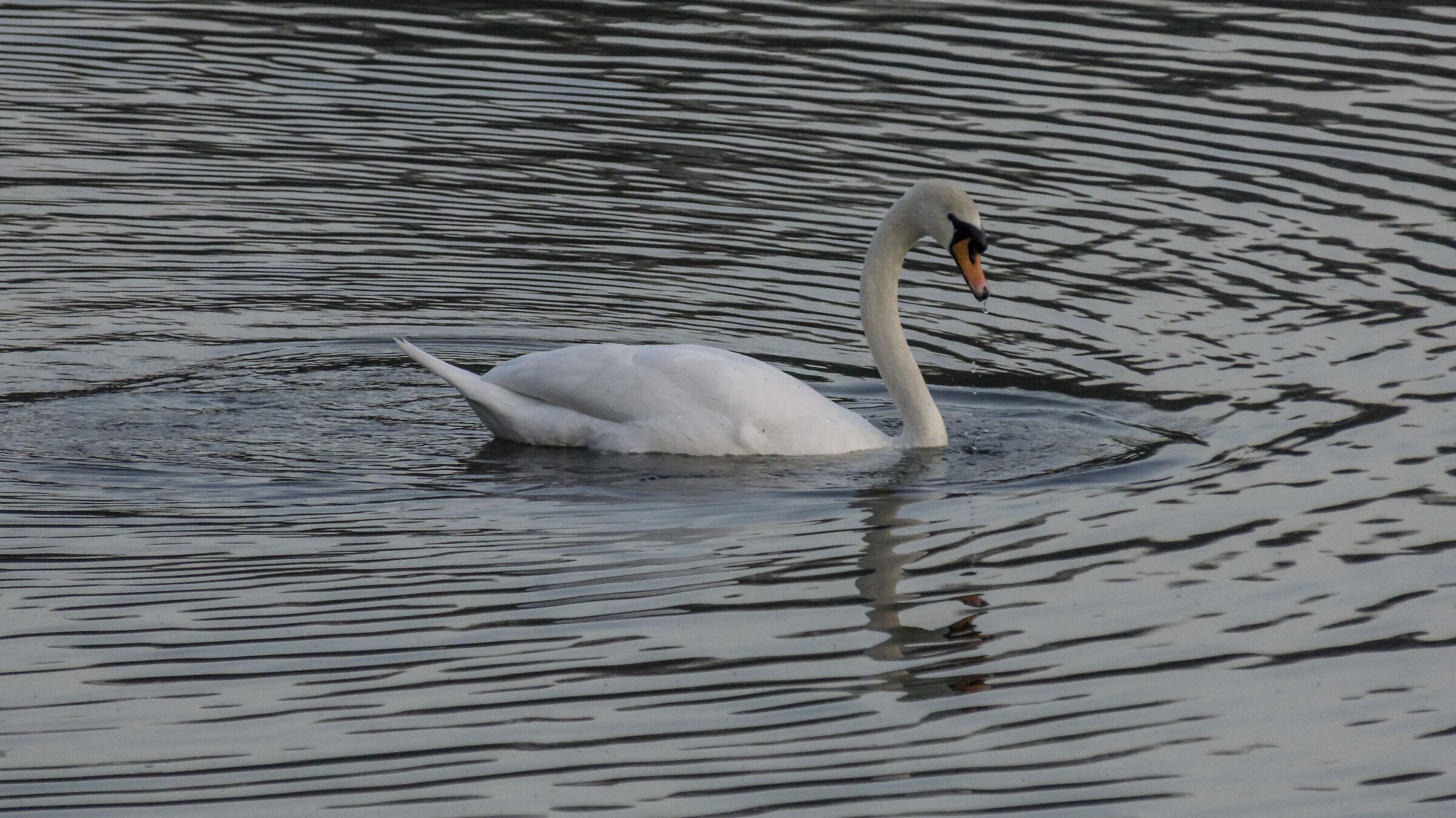 Giovedì 28 marzo 2019, 18:30