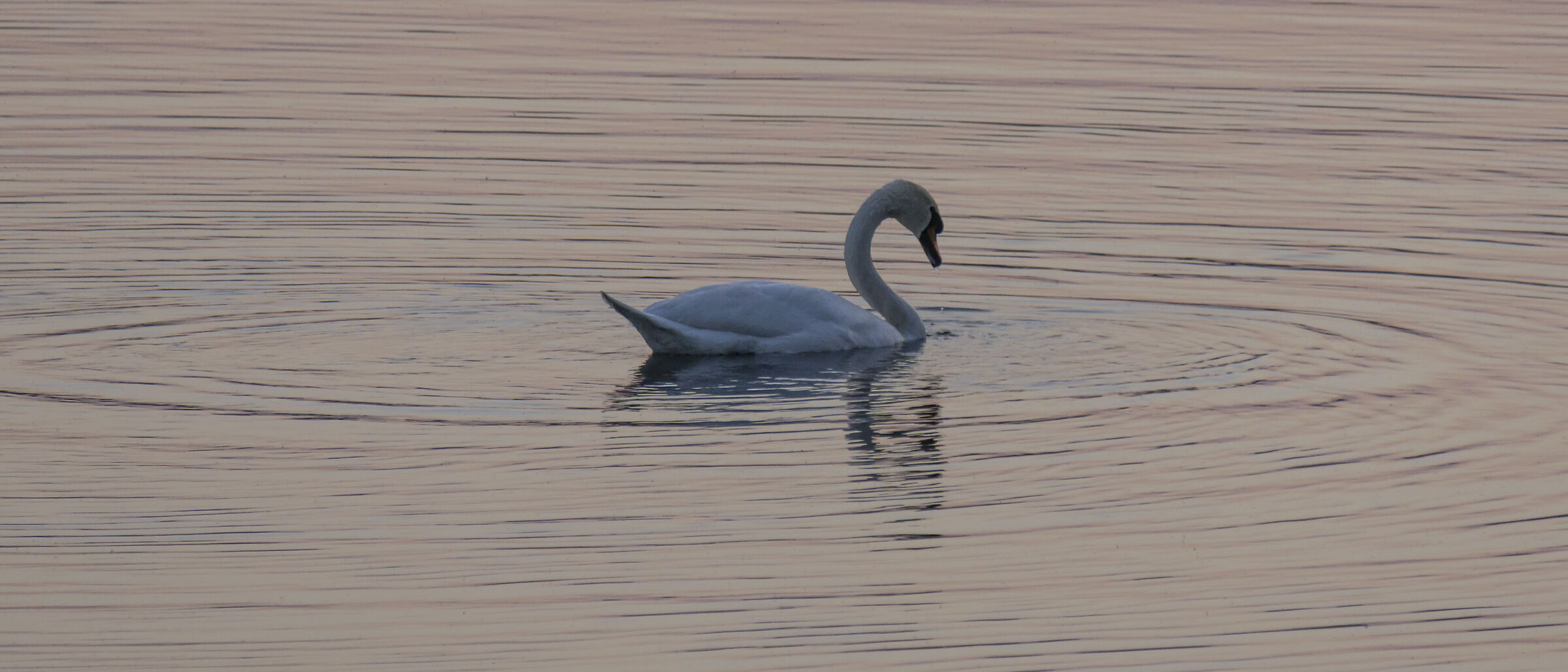 Giovedì 28 marzo 2019, 18:32