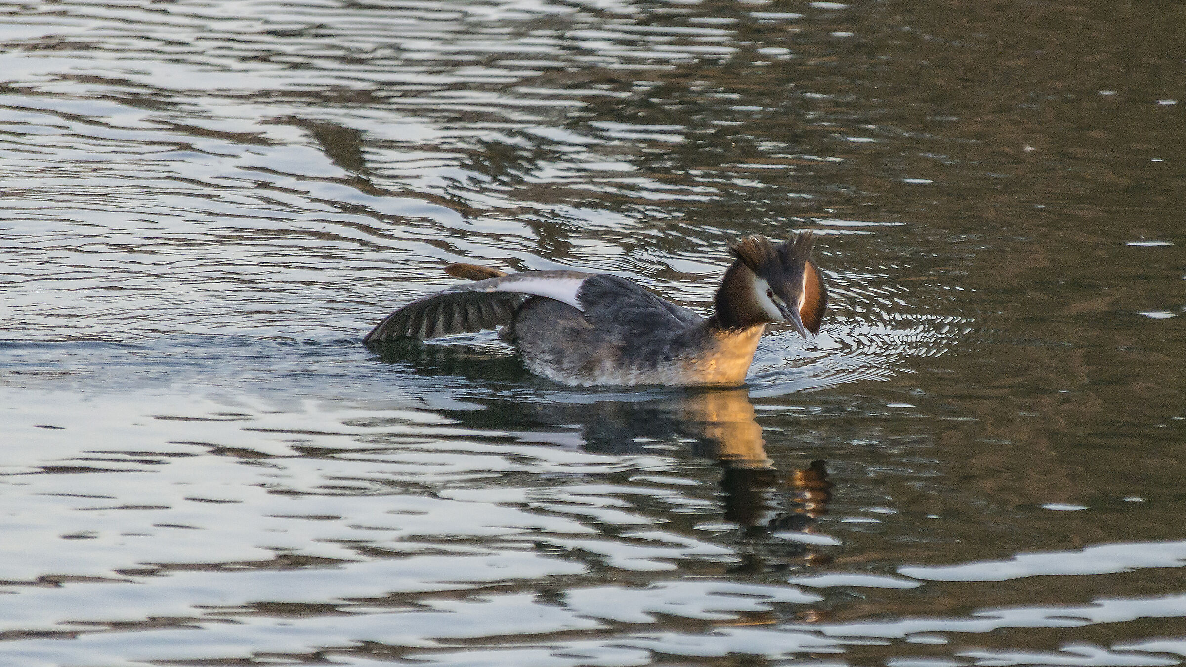 Svasso - Mercoledì 28 marzo 2019, 18:16:14
