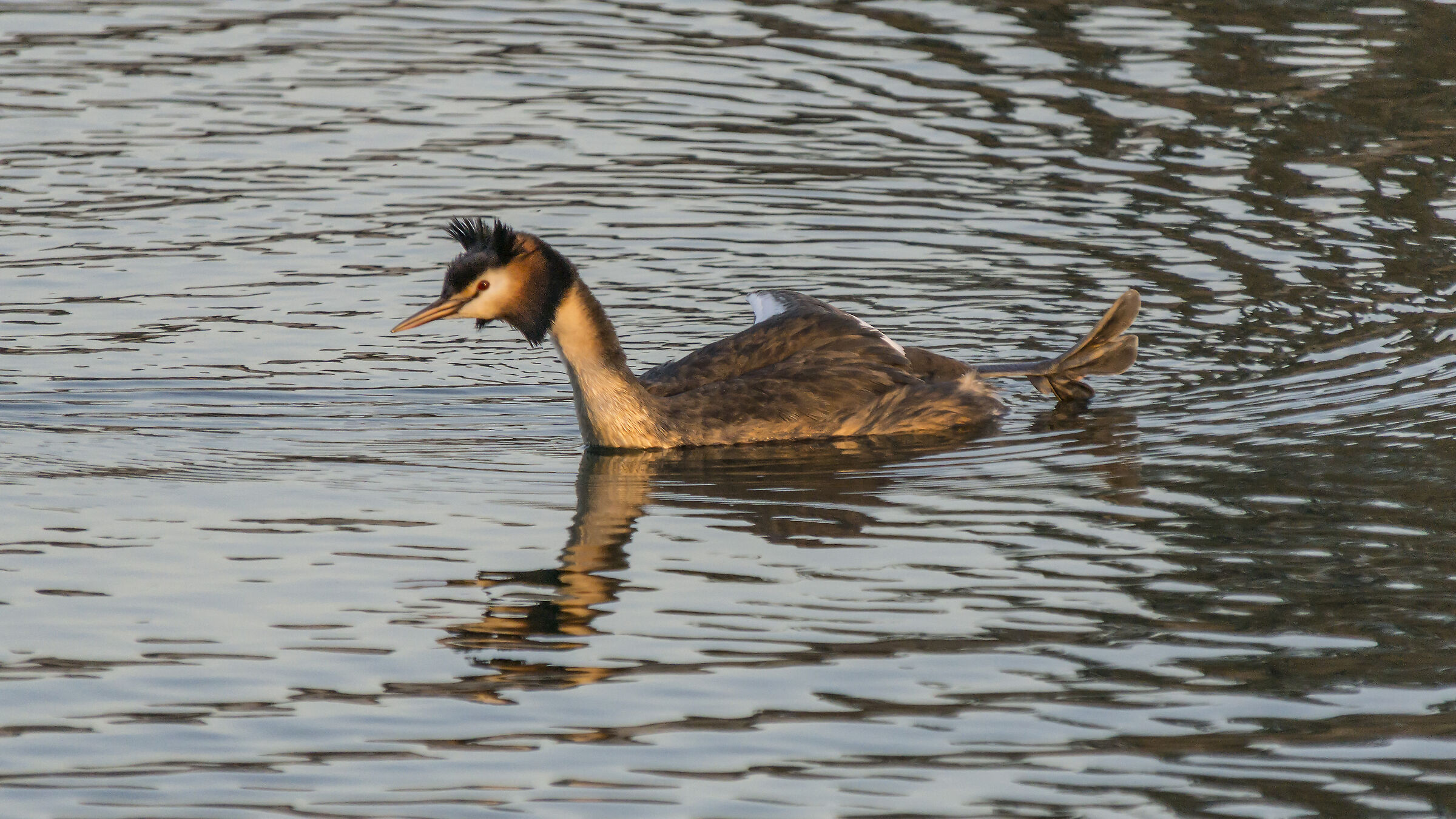 Svasso - Mercoledì 28 marzo 2019, 18:16:16