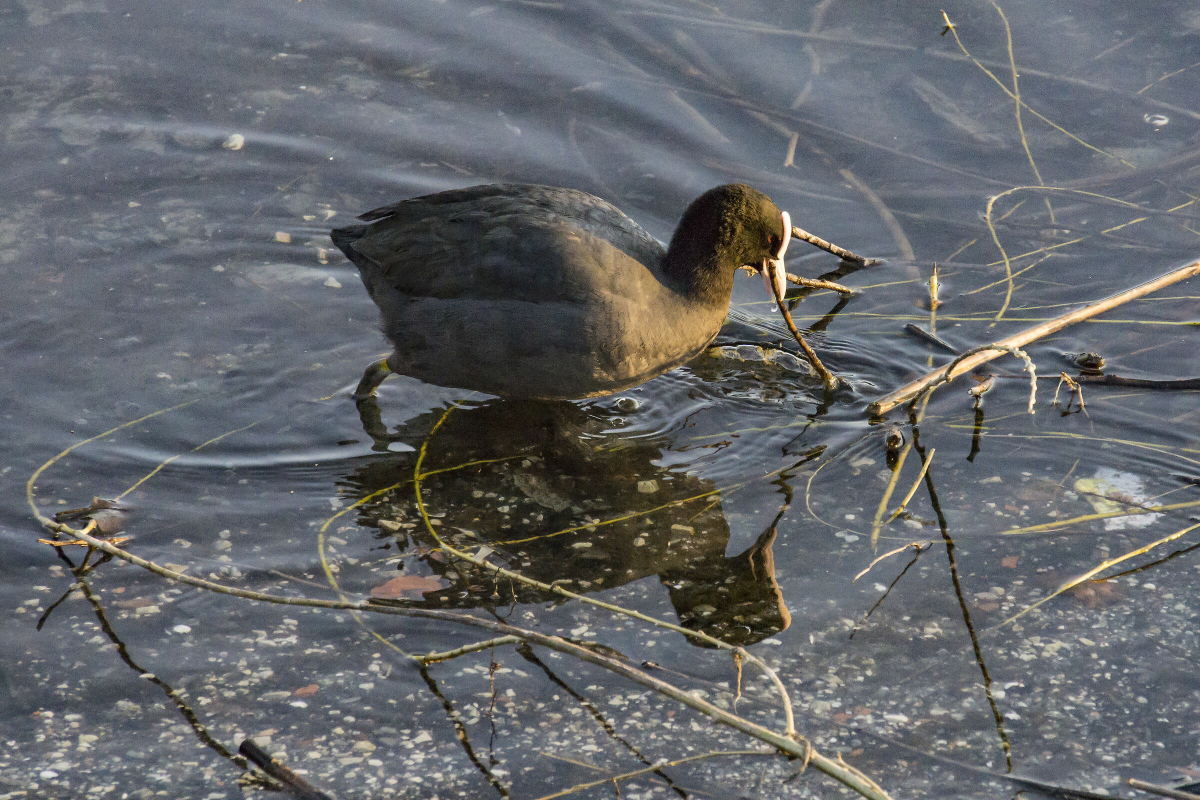 Coot that continues in the construction of the nest-1