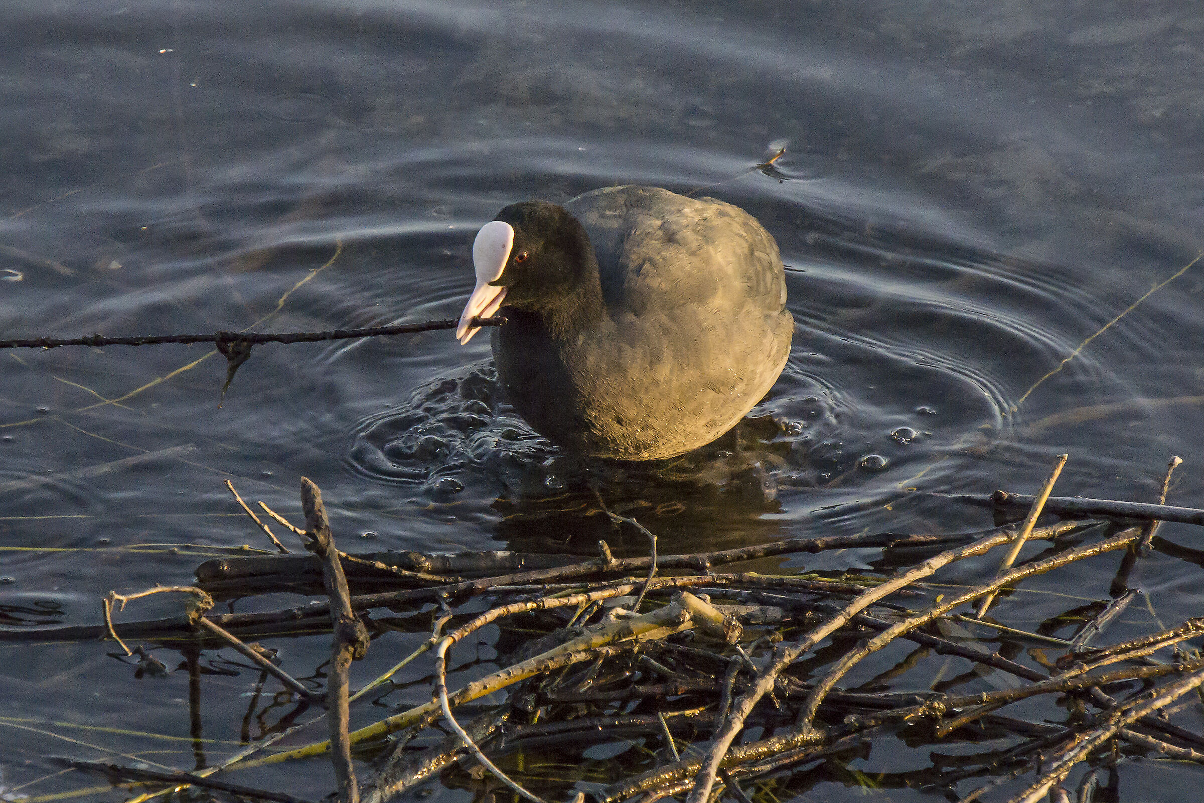 Coot that continues in the construction of the nest-2