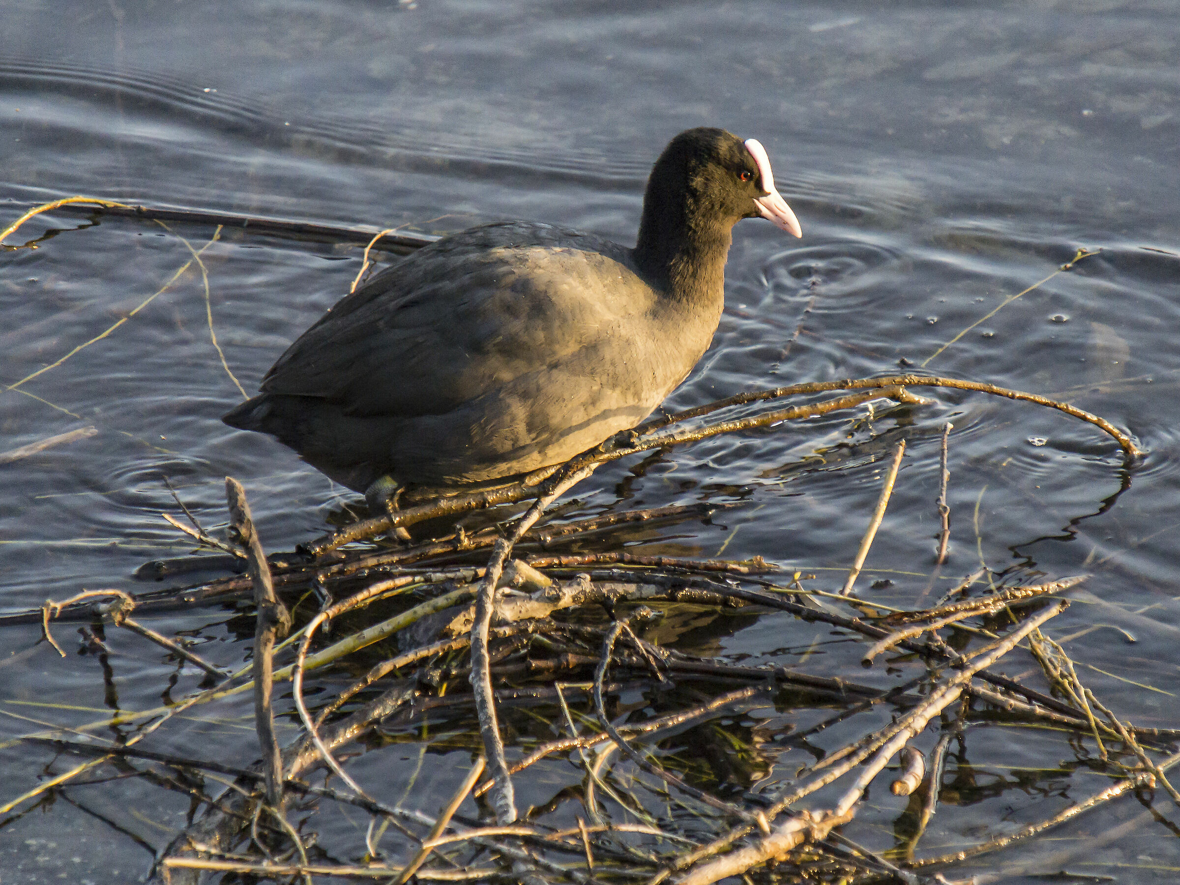 Coot that continues in the construction of the nest-3