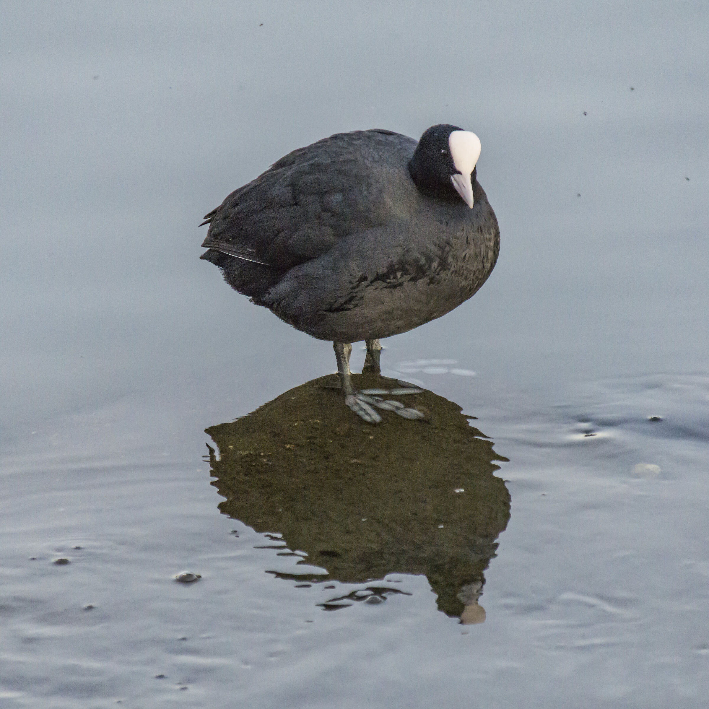 Coot