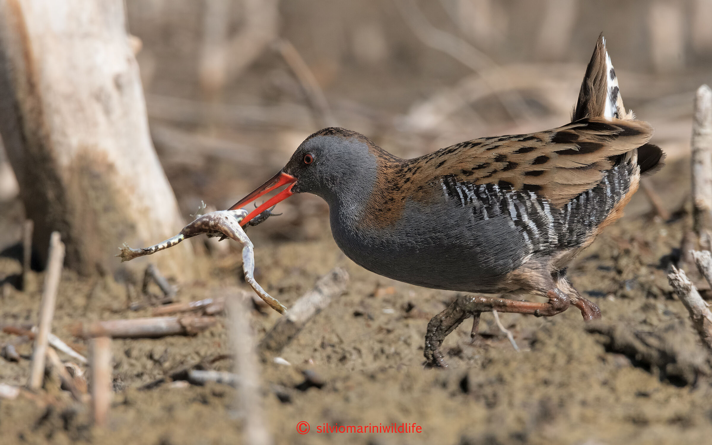 Porciglione (Rallus aquaticus) Toccata con fuga