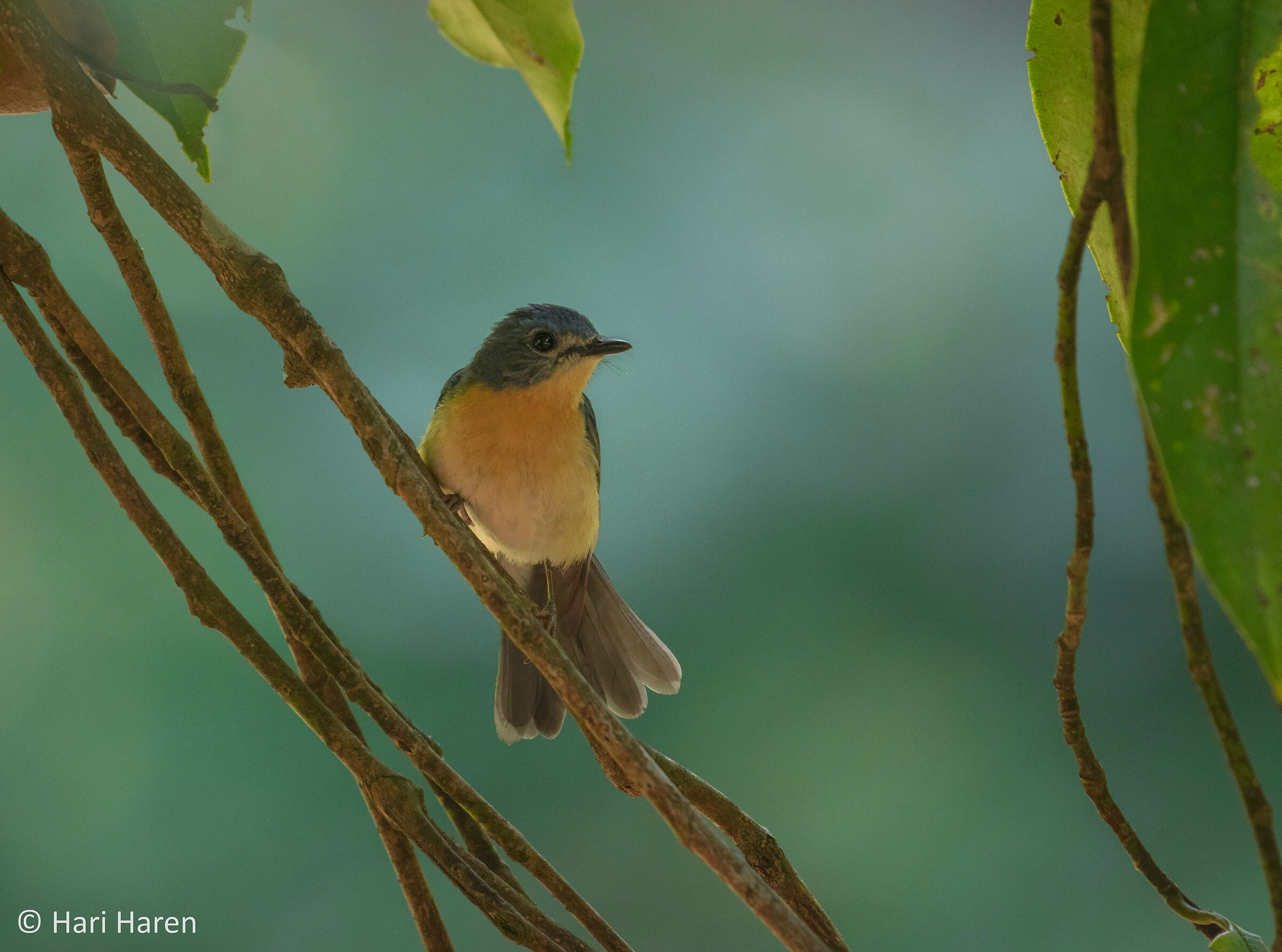 Tickell's blue flycatcher