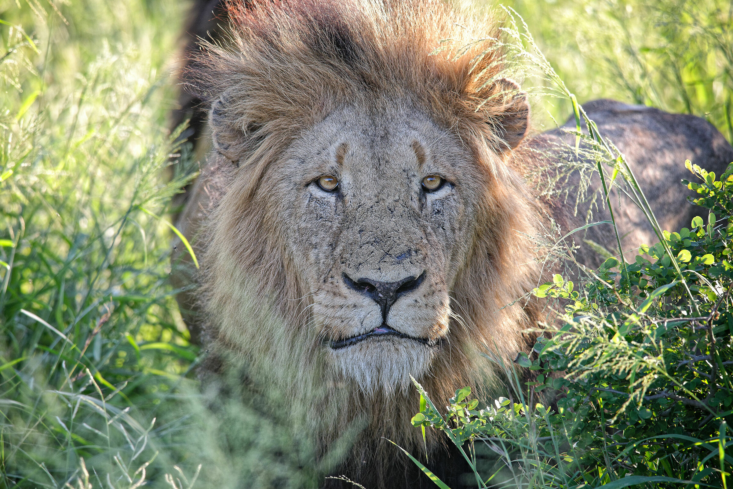 The scars of the king