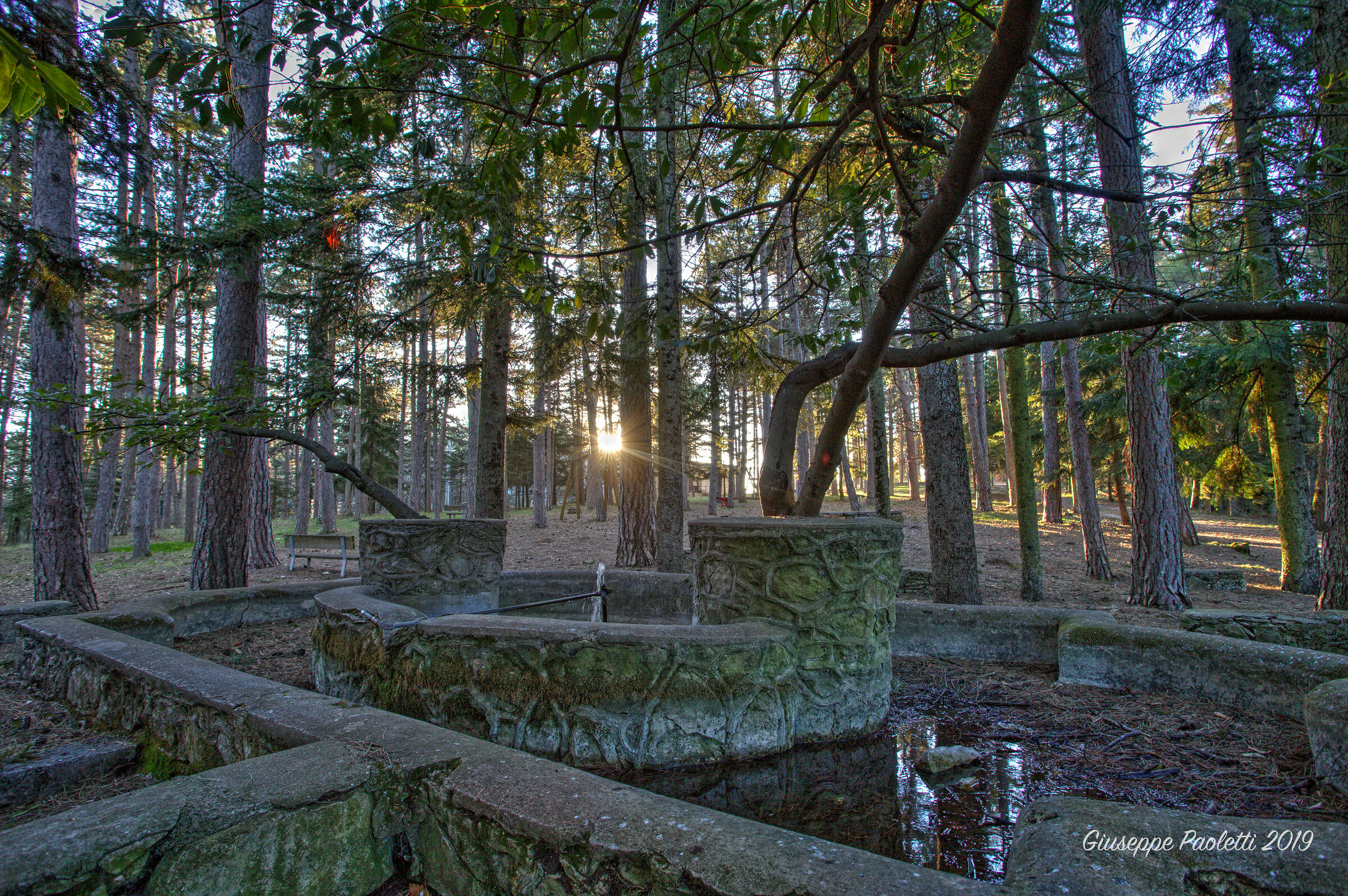 Fountain in the Woods