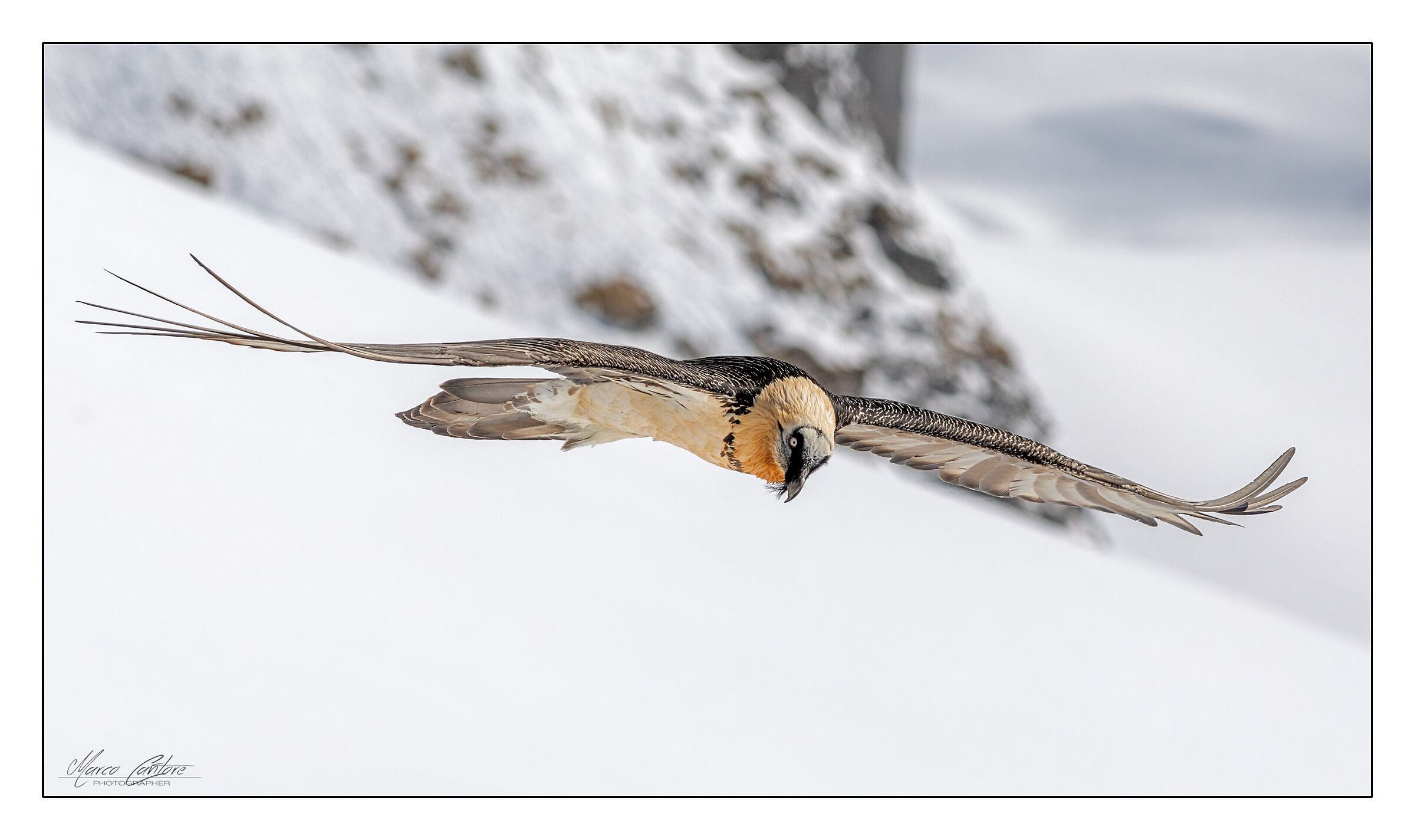 Bearded Vulture-Gypaetus Barbatus