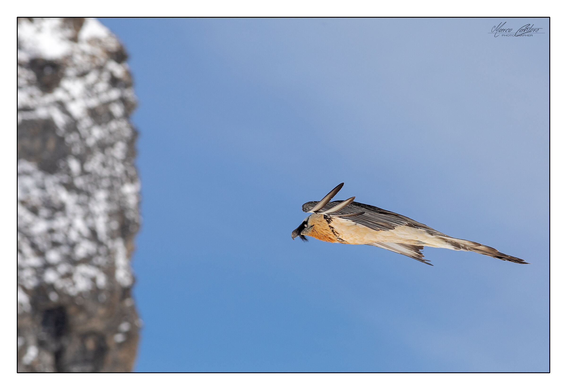 Bearded Vulture-Gypaetus barbatus